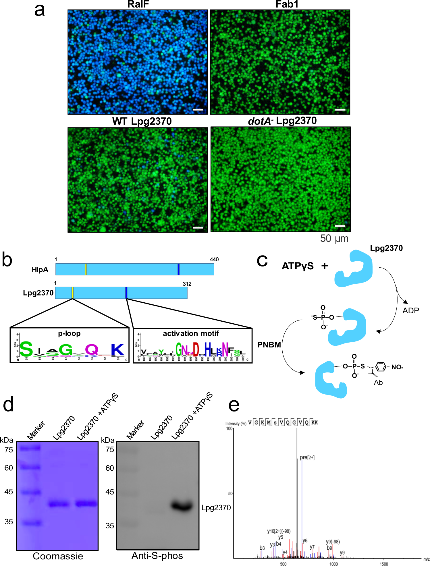 Molecular mechanism of toxin neutralization in the HipBST toxin-antitoxin  system of Legionella pneumophila | Nature Communications