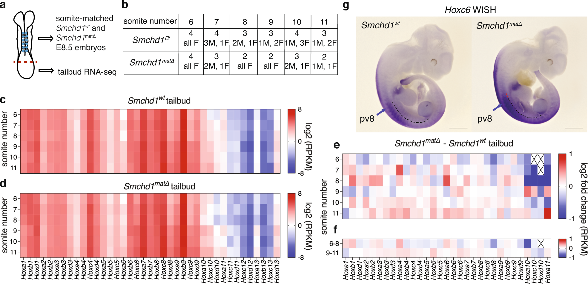 Fig. 2: Precocious activation of anterior Hox genes in Smchd1 maternal null tailbud samples.