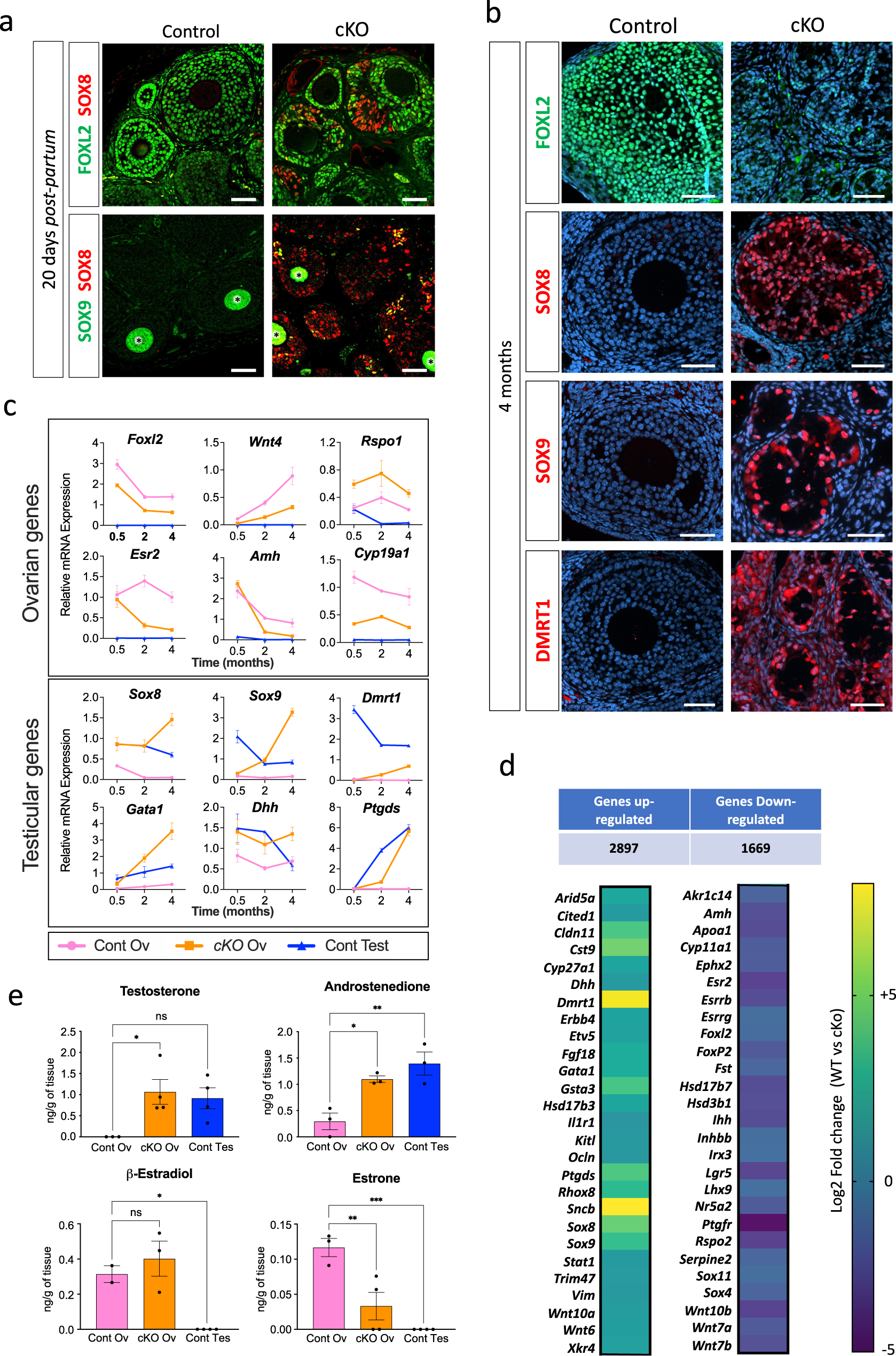TRIM28-dependent SUMOylation protects the adult ovary from activation of  the testicular pathway | Nature Communications