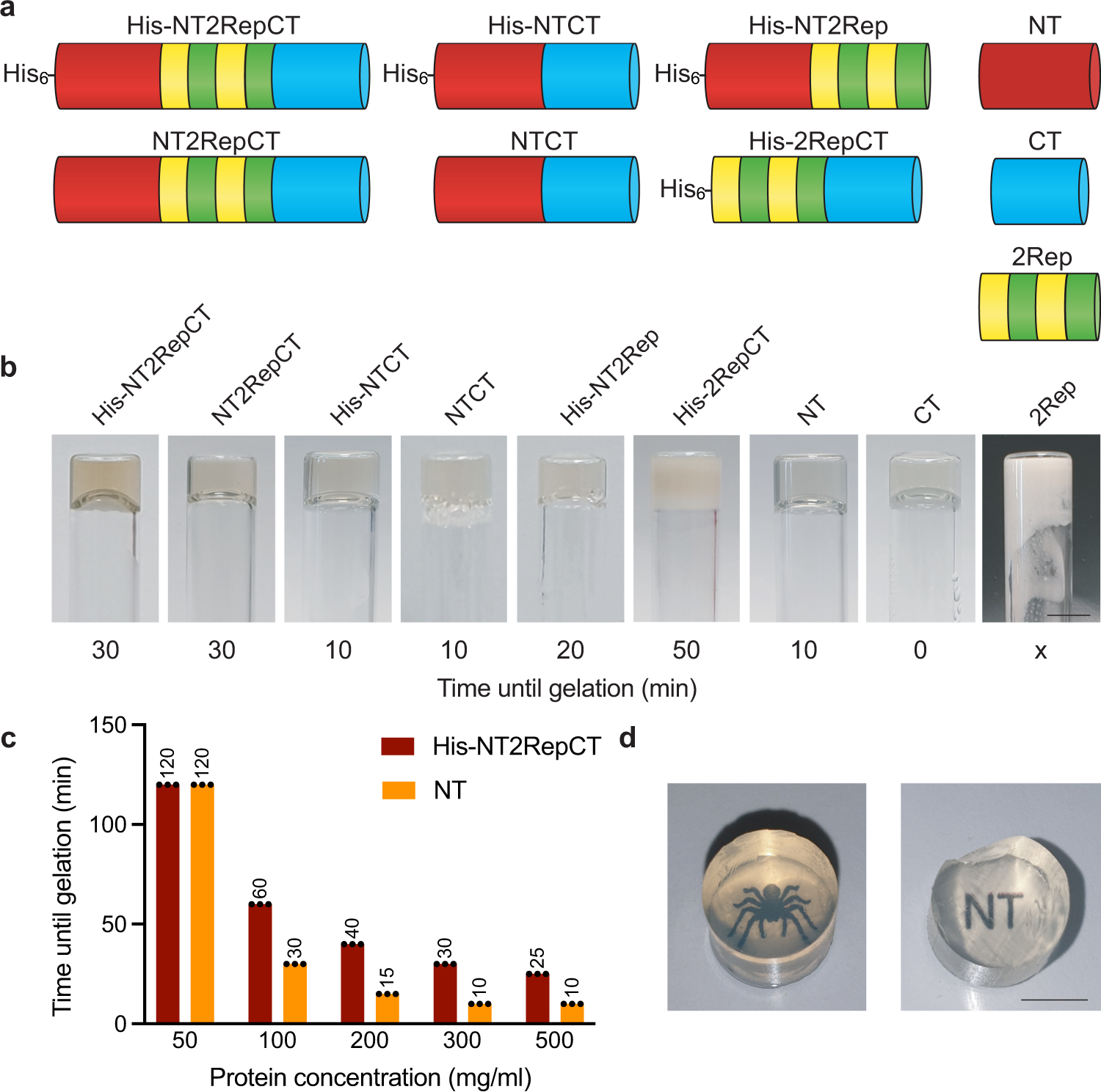 Recombinant Spider Silk Bioinks for Continuous Protein Release by