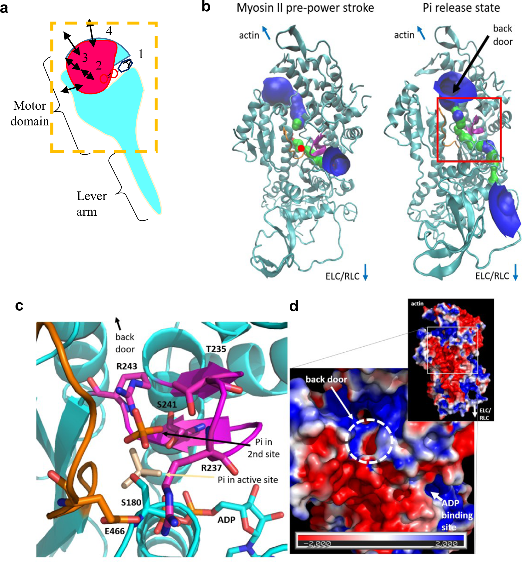 Multistep orthophosphate release tunes actomyosin energy transduction |  Nature Communications