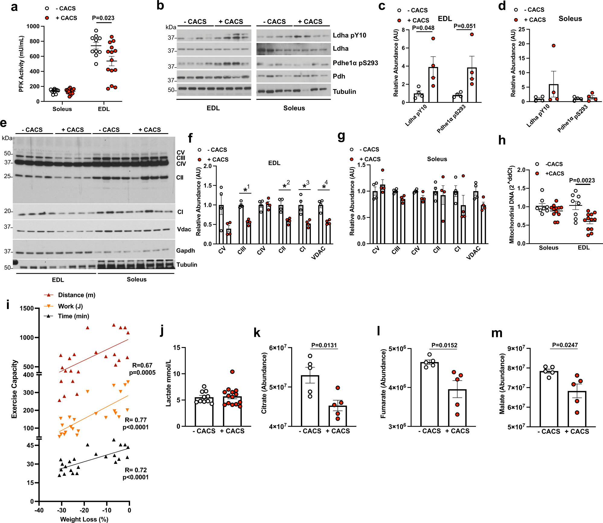 Fig. 2: Mice with CACS have impaired skeletal muscle metabolism.
