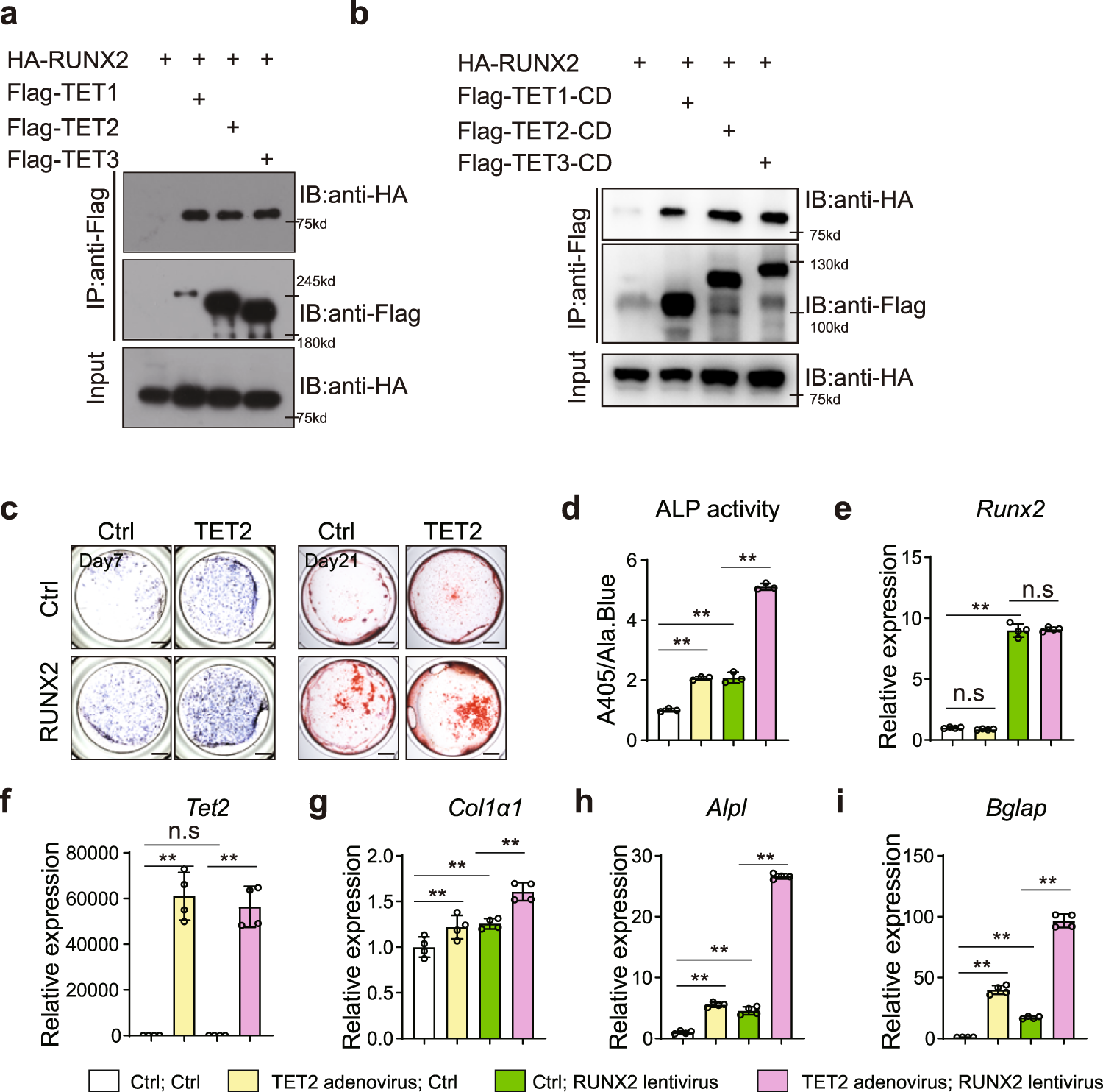 Fig. 6: TET proteins associate with RUNX2 and promote osteogenesis with RUNX2 synergistically.