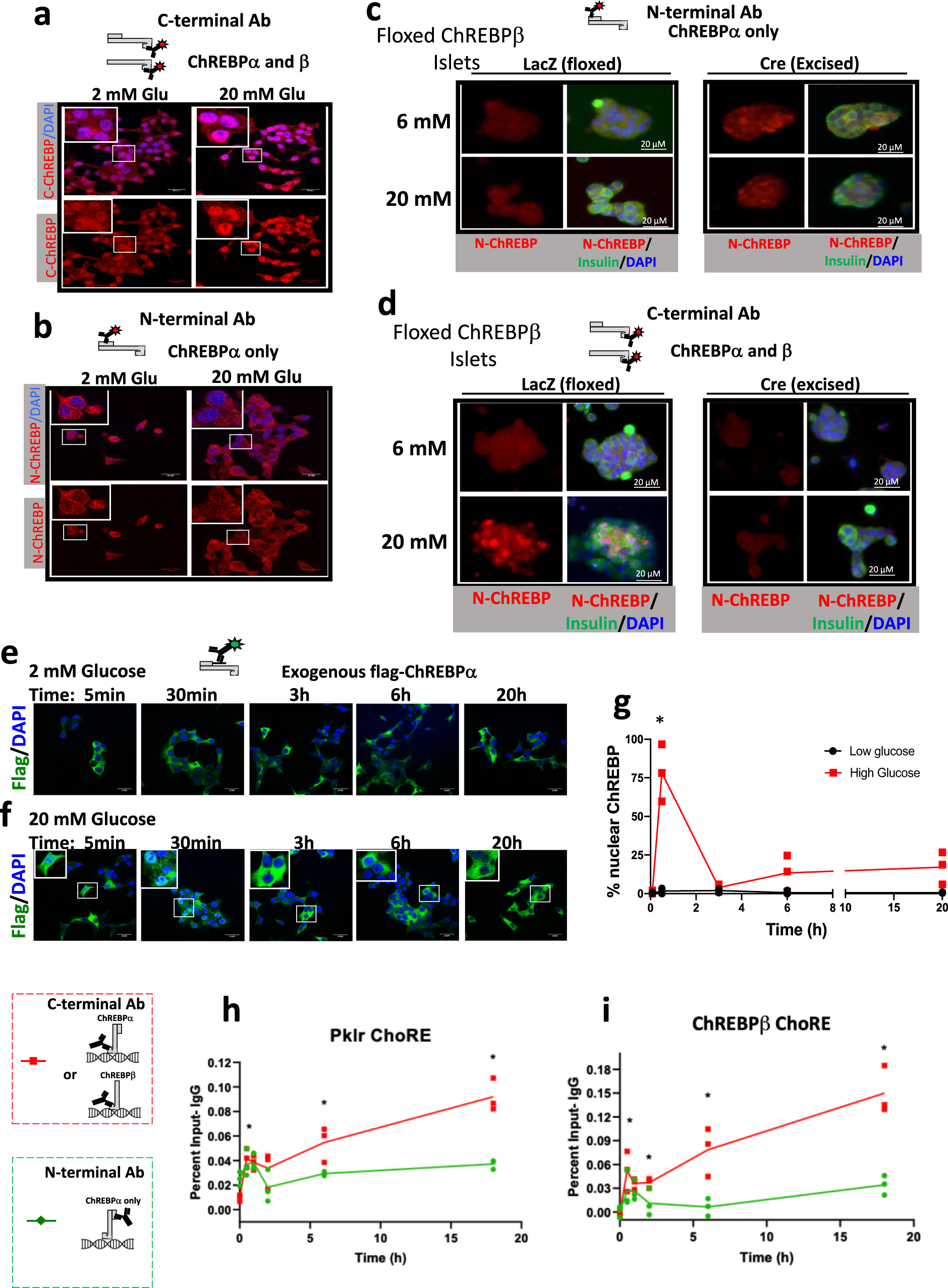 Maladaptive positive feedback production of ChREBPβ underlies glucotoxic  β-cell failure | Nature Communications