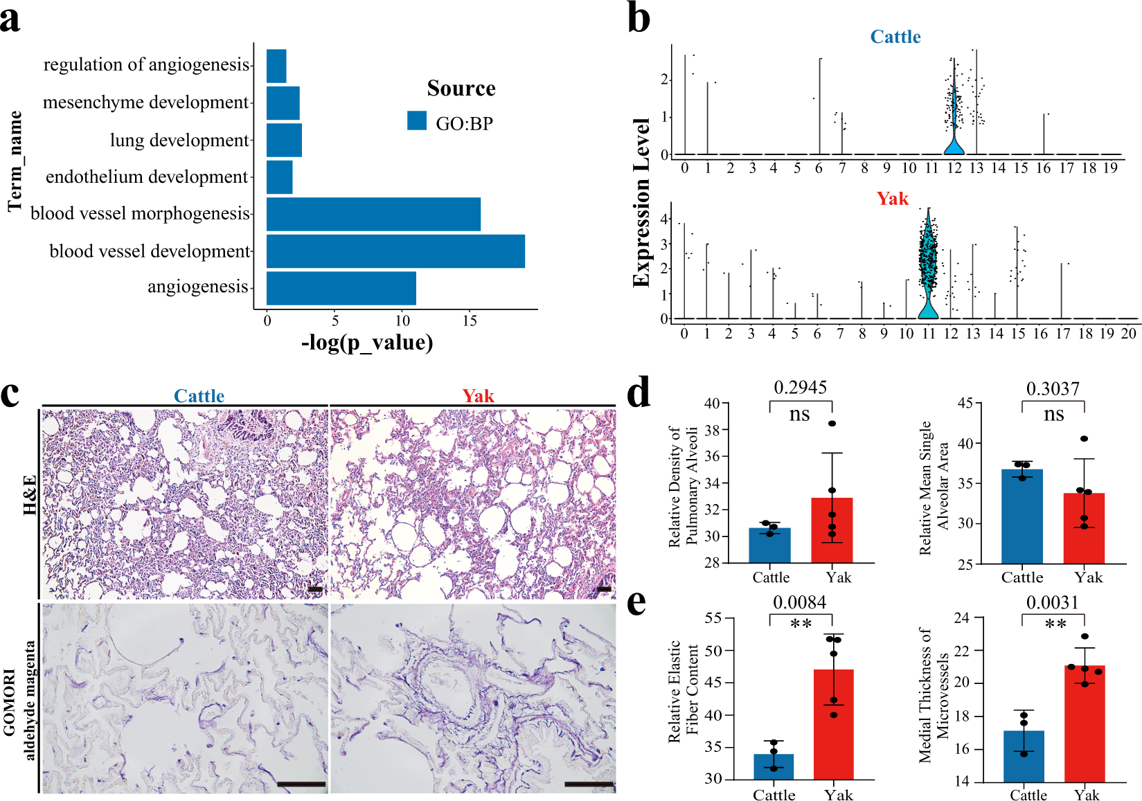 Fig. 4: Gene expression and histological analysis of the domestic yak and taurine cattle lungs.