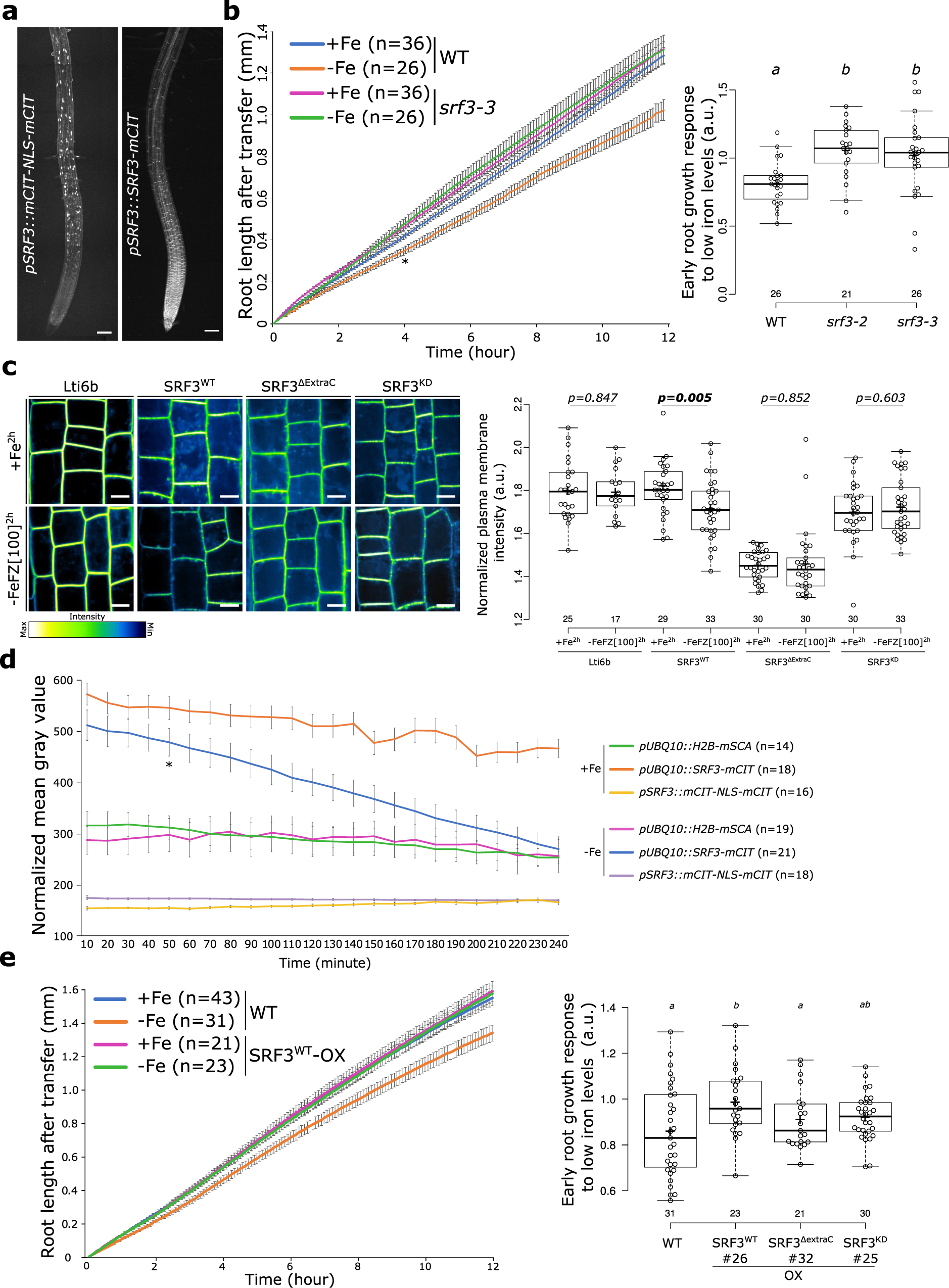 Fig. 2: SRF3 regulates early root growth response and undergoes degradation upon low iron levels.