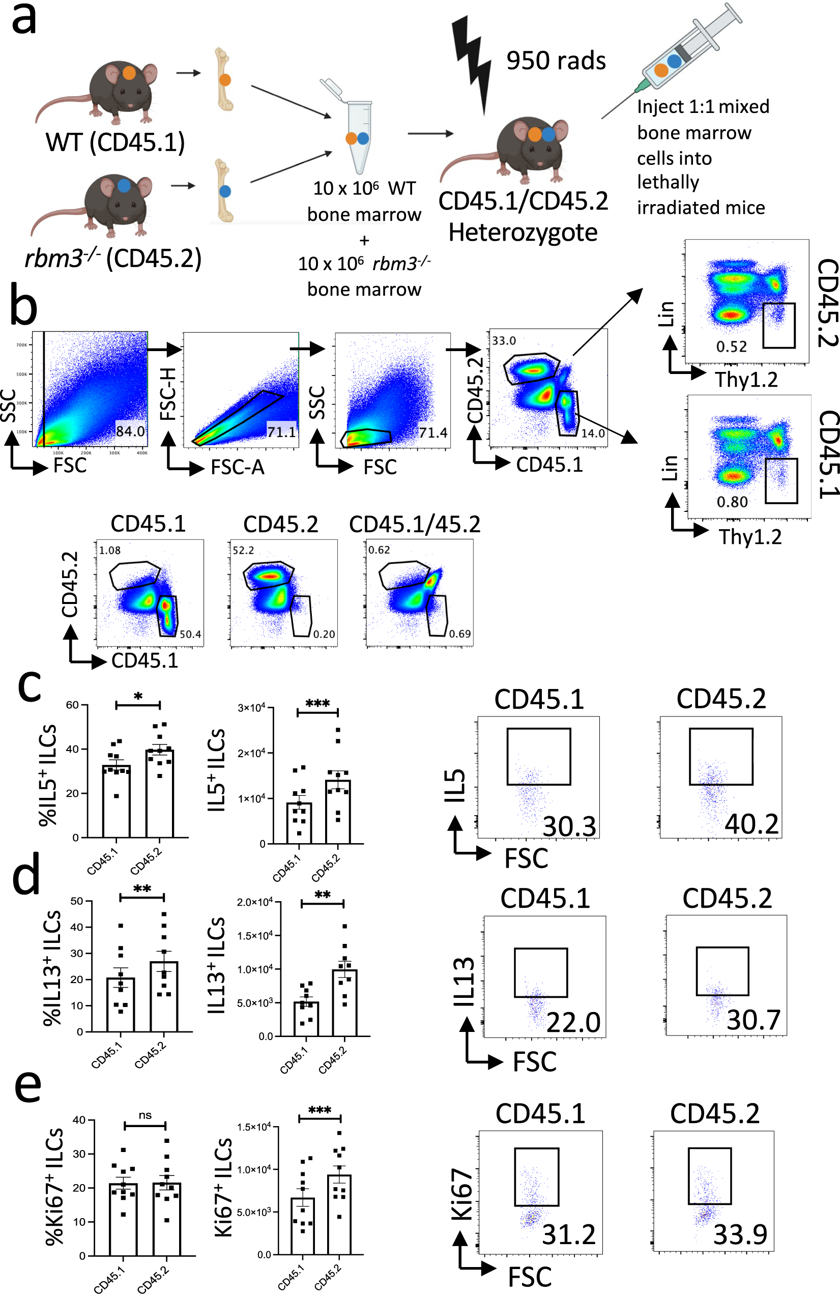 Fig. 6: Mixed bone marrow chimeras show cell-intrinsic exaggeration of a type 2 response in ILCs from Rbm3−/− mice.