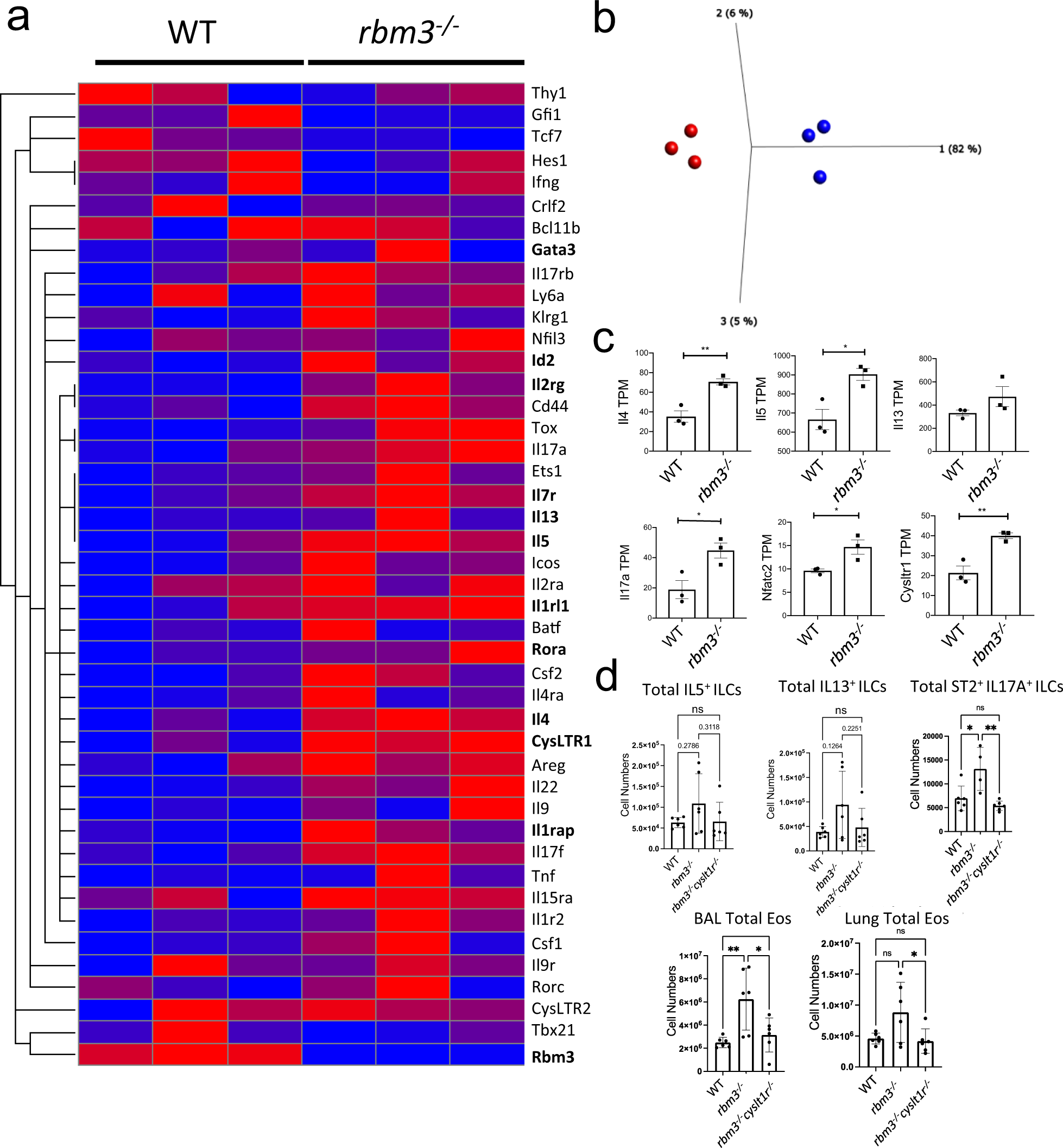 Fig. 7: CysLT1R controls eosinophilia and ST2+IL-17+ ILC2 accumulation in Rbm3−/− mice.