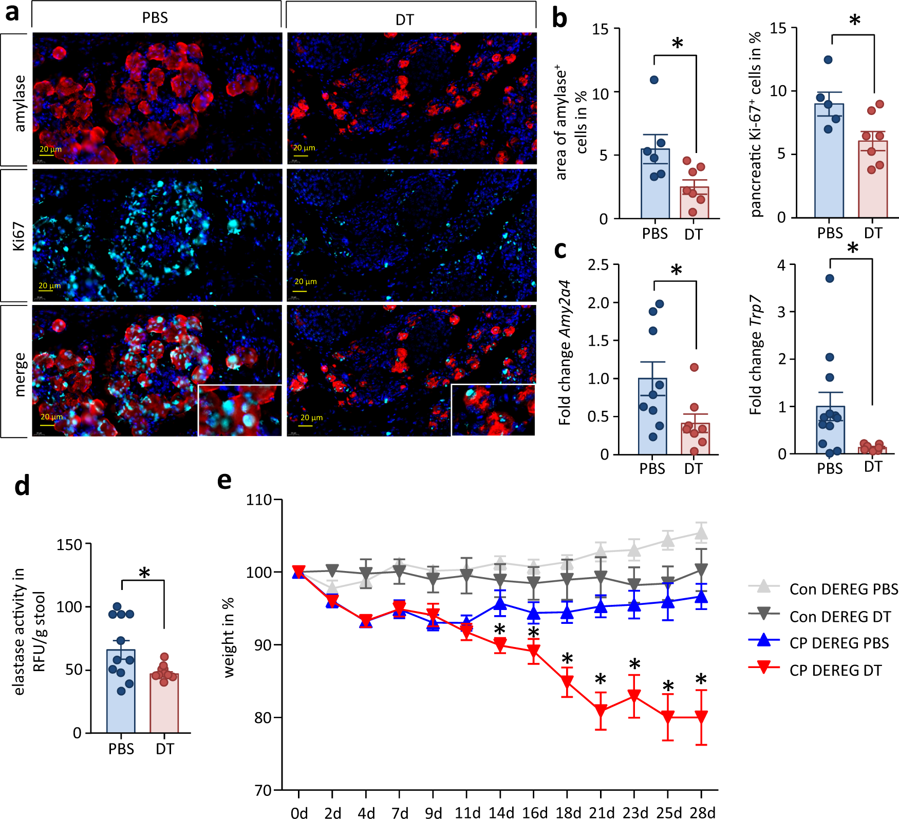 Fig. 9: Treg-depletion causes loss of exocrine function.