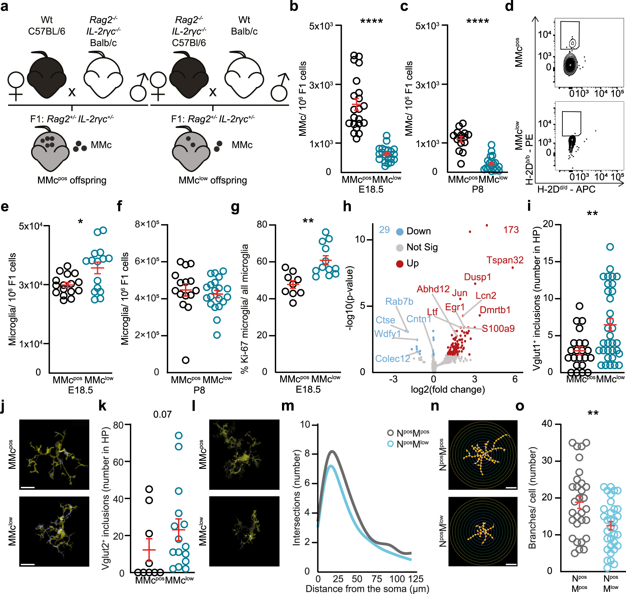 Fig. 2: Reduction of MMc in the offspring’s brain induces excessive microglia-mediated neuronal refinement in neonatal mice.