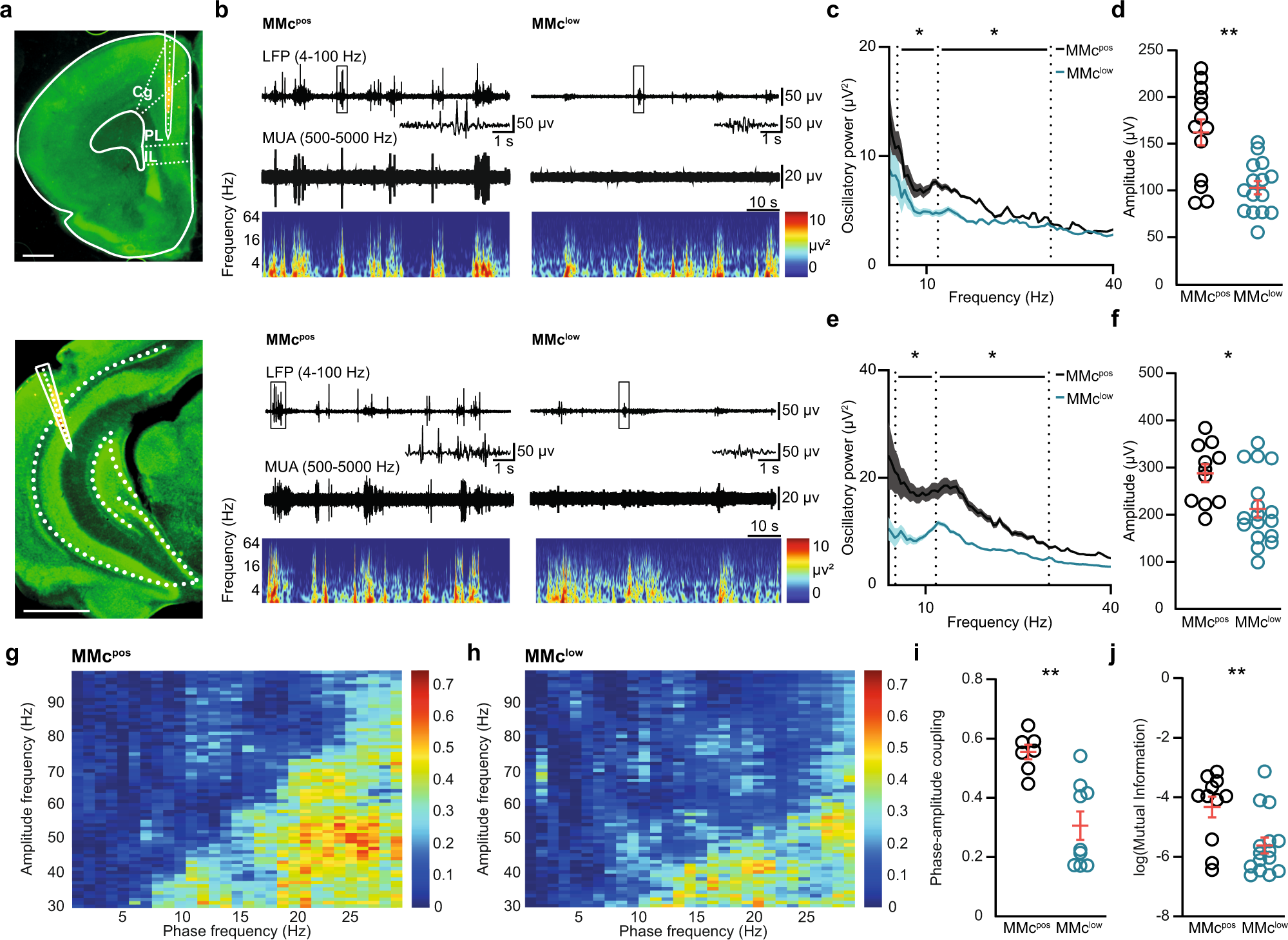 Fig. 3: Reduction of MMc in the offspring’s brain impairs prefrontal-hippocampal circuits in neonatal mice.