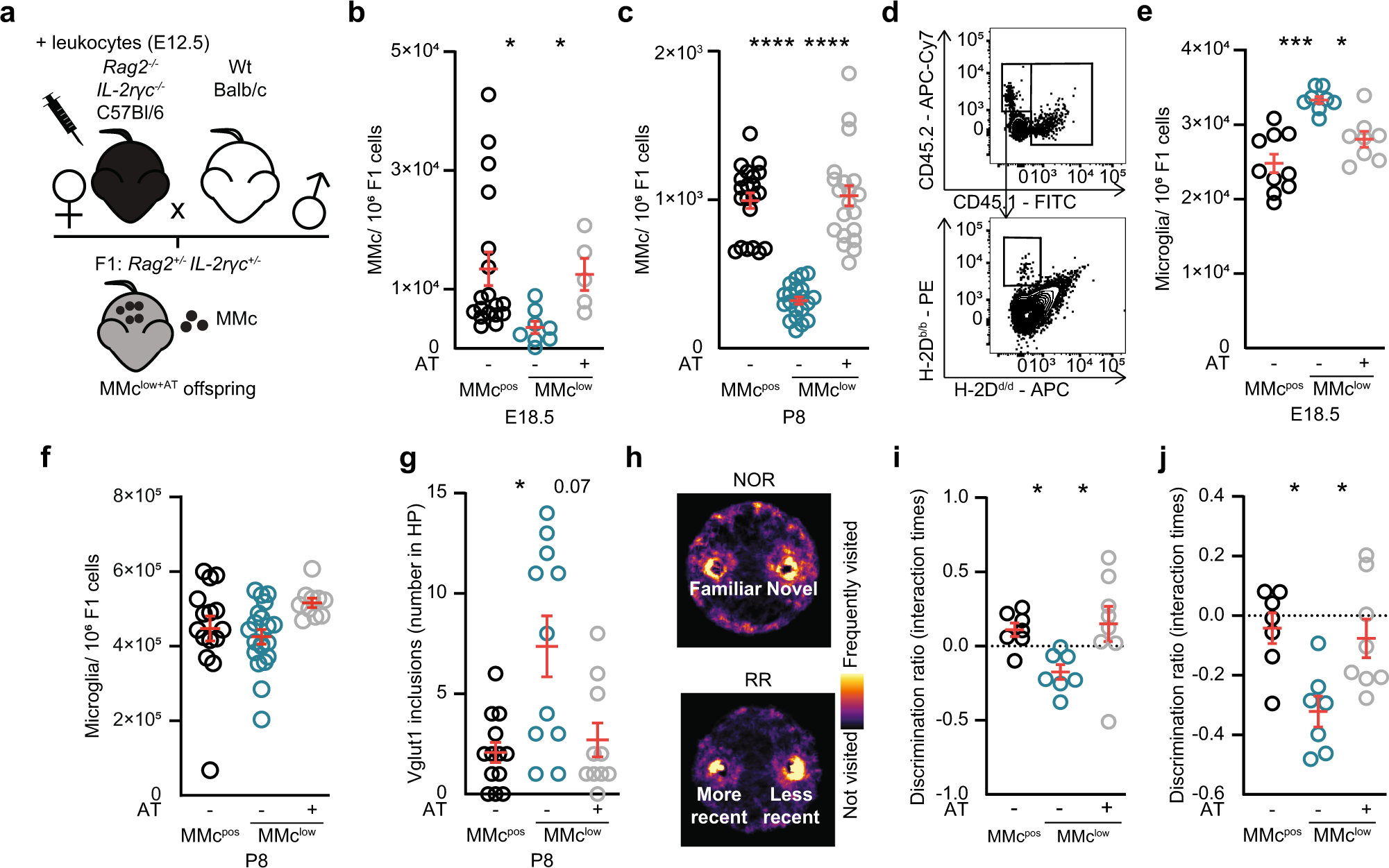 Fig. 5: MMc recovery in fetal brain restores microglial-mediated neuronal refinement and prevents behavioral disturbances.