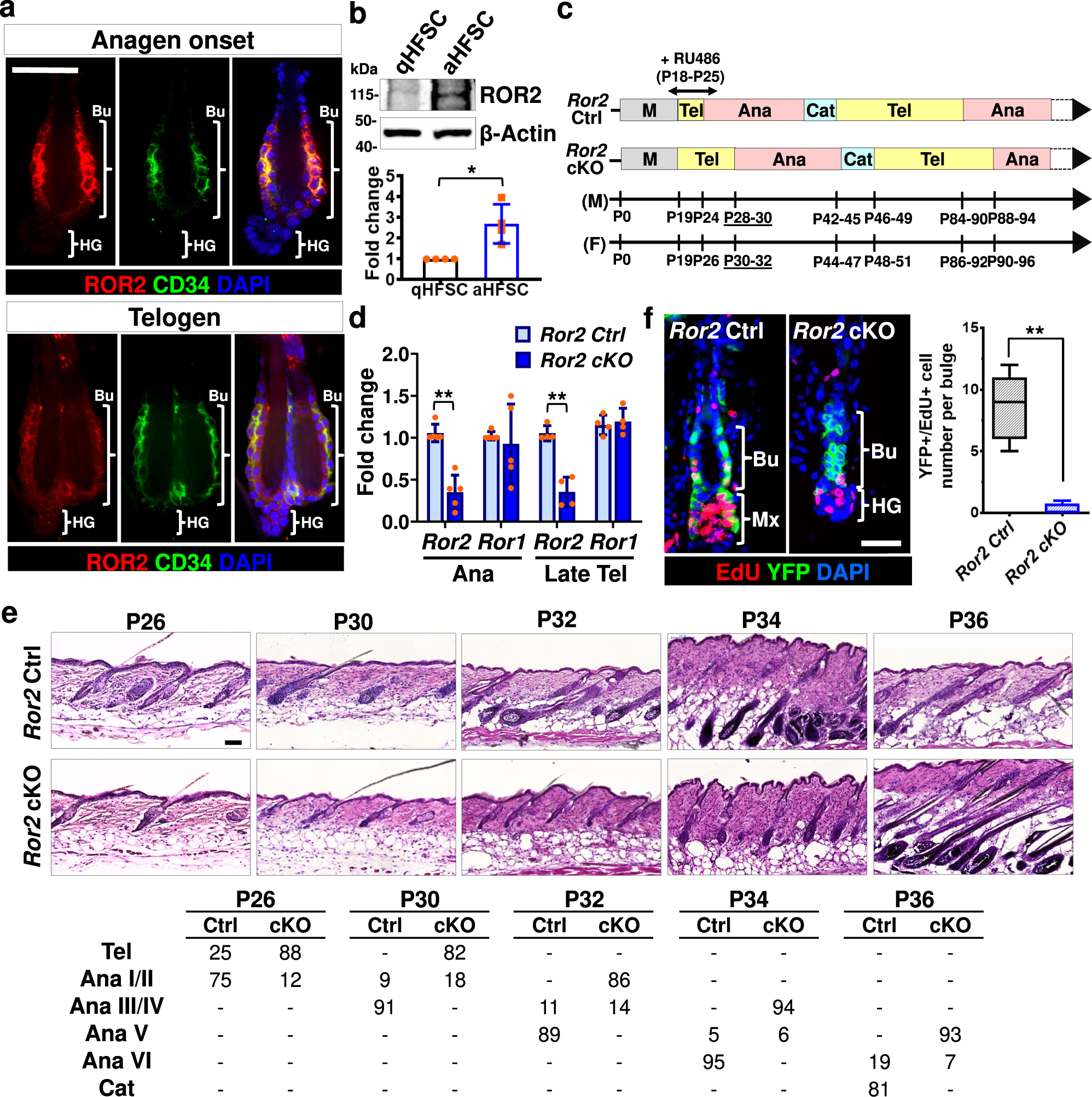 Fig. 1: Ror2 depletion in bulge causes a delay of HFSC activation and hair cycle progression.
