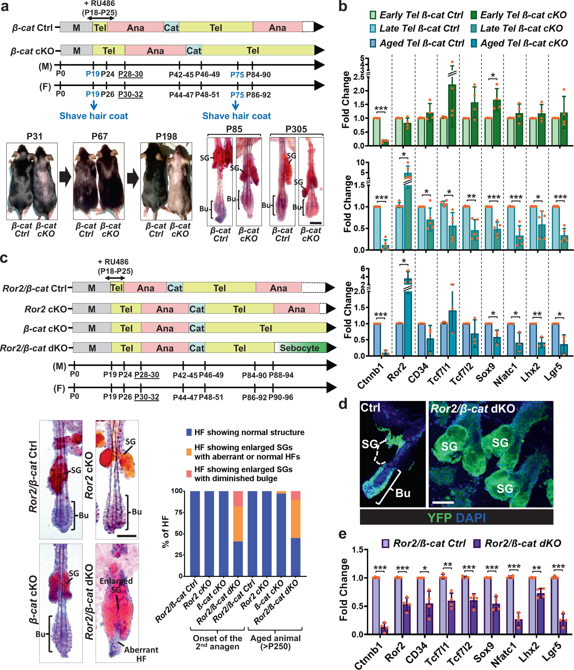 Fig. 6: β-catenin-null HFSCs elevate ROR2 expression to protect themselves from the loss of stem cell pool and wrong fate differentiation.