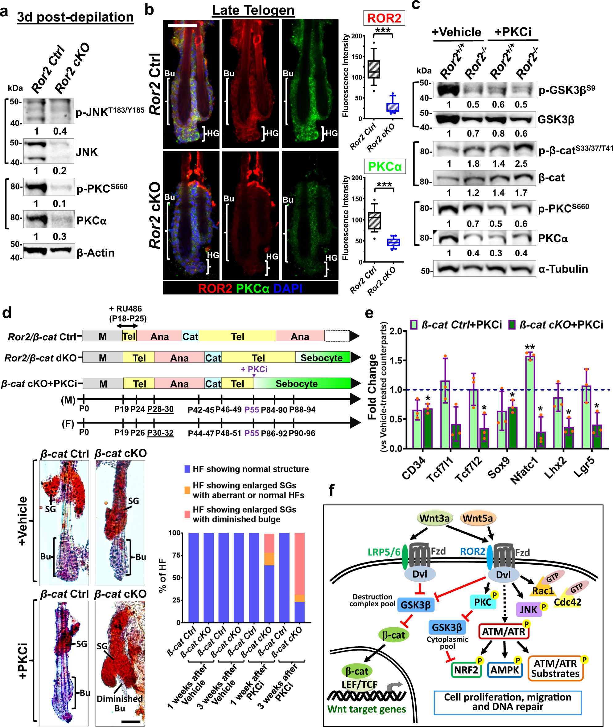 Fig. 7: PKC inhibition recapitulates Ror2 depletion in regulation of HFSC maintenance.