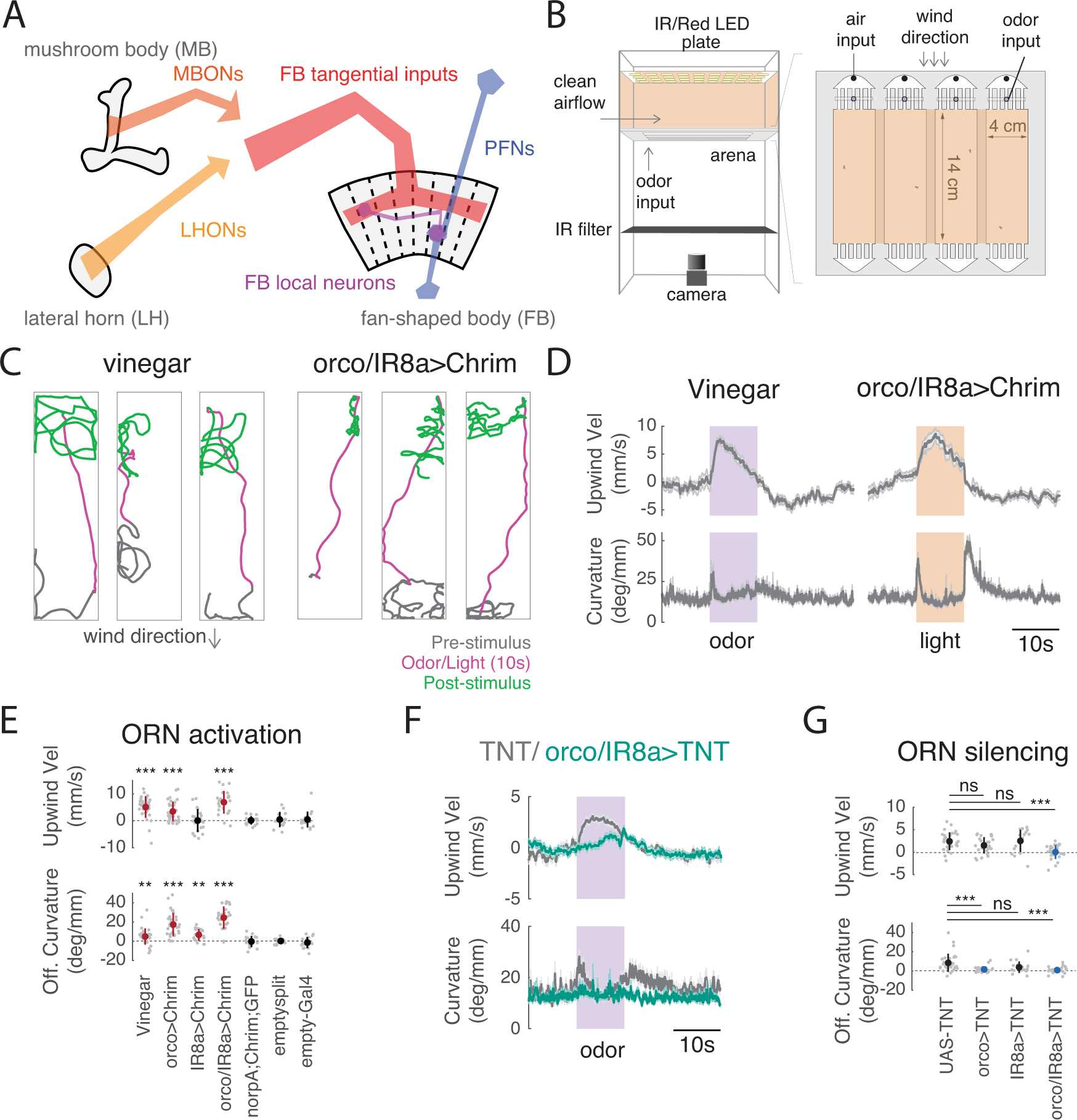 A neural circuit for wind-guided olfactory navigation | Nature  Communications