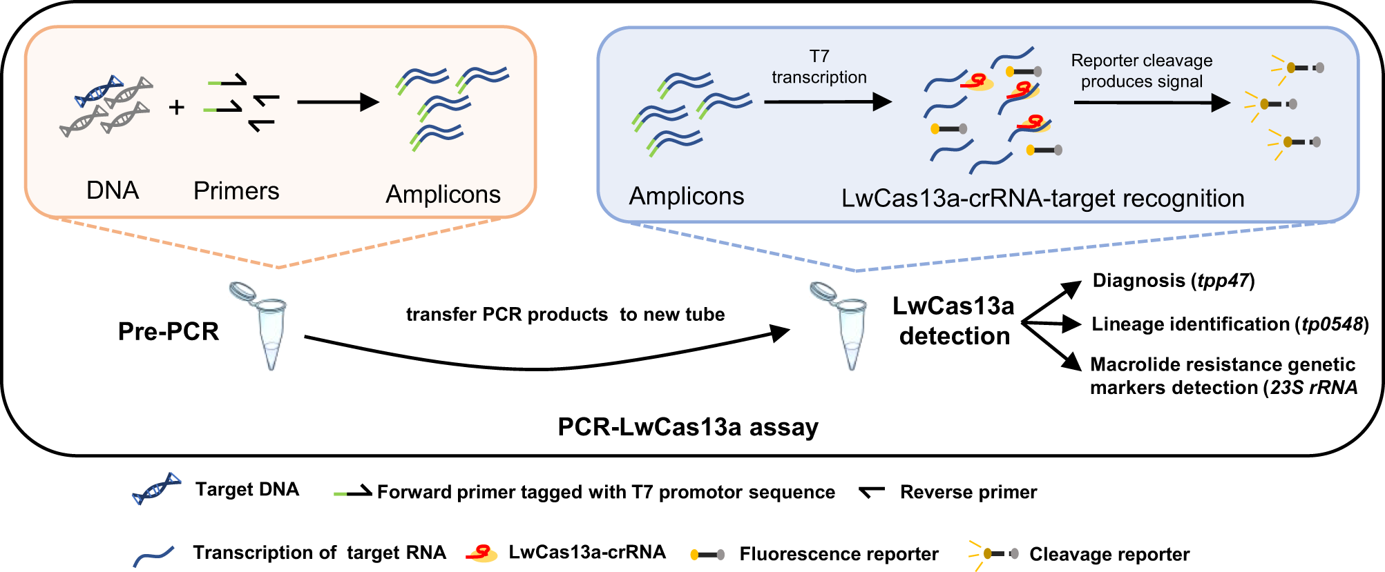 Researchers Improve Efficacy and Efficiency of CRISPR Diagnostic Technology  - UConn Today