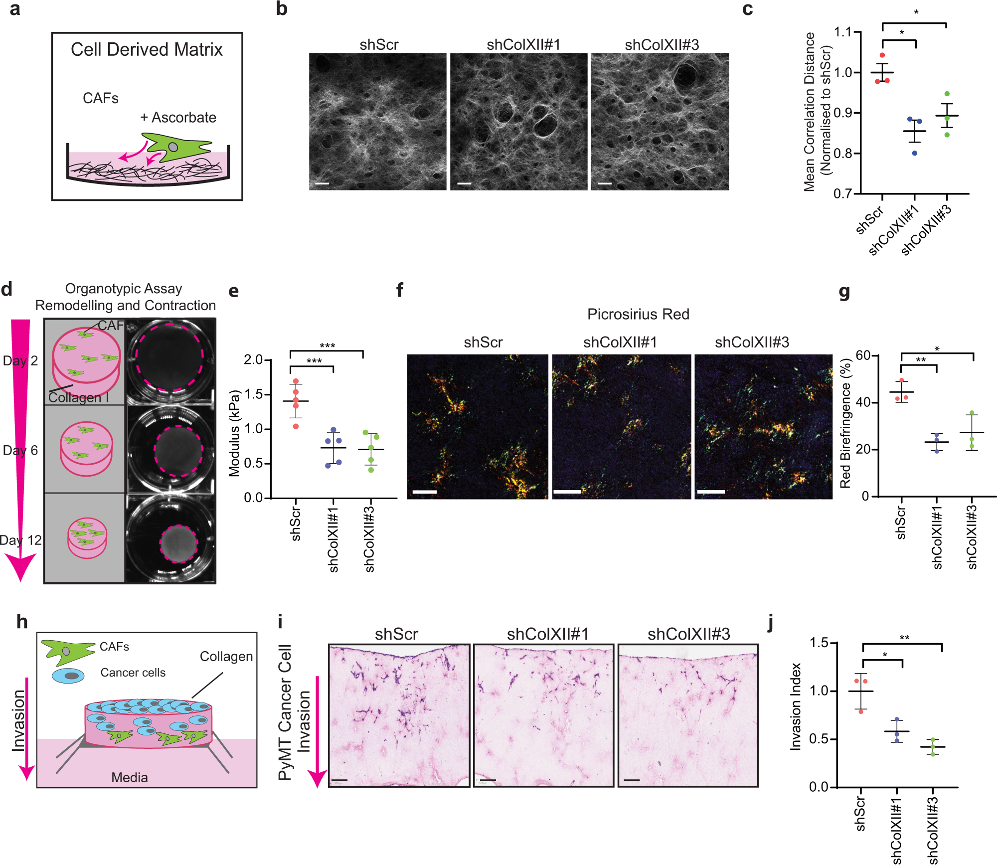 Fig. 6: Collagen XII knockdown modulates fibrillar collagen architecture and inhibits cancer cell invasion.