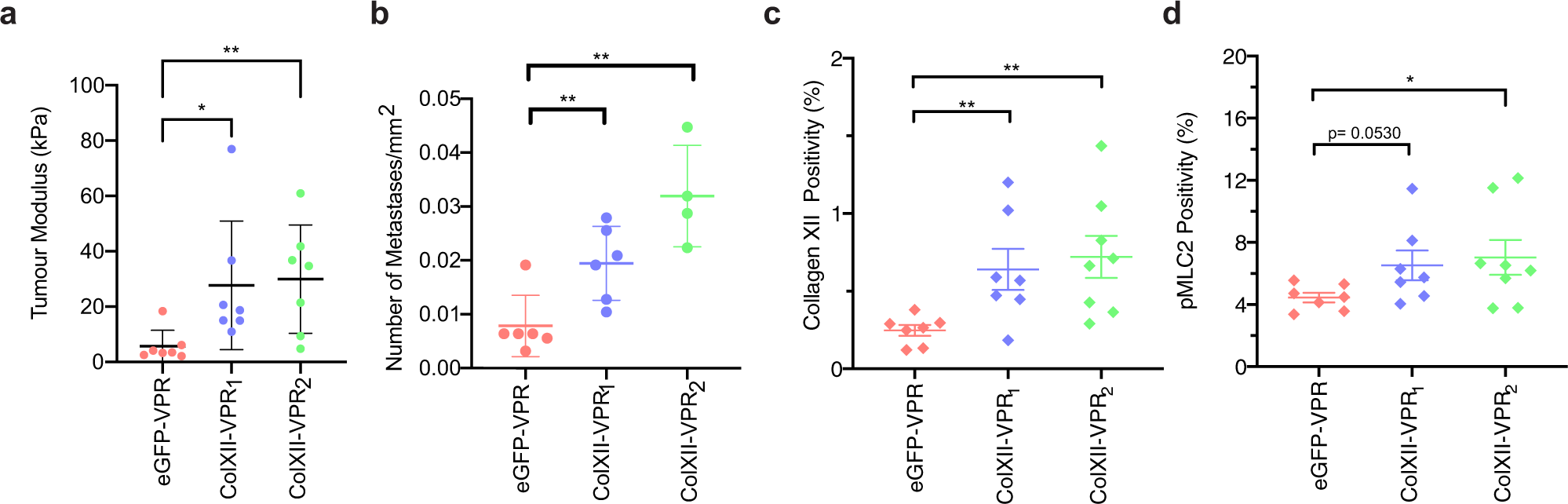 Fig. 9: Collagen XII overexpression promotes metastasis in vivo.