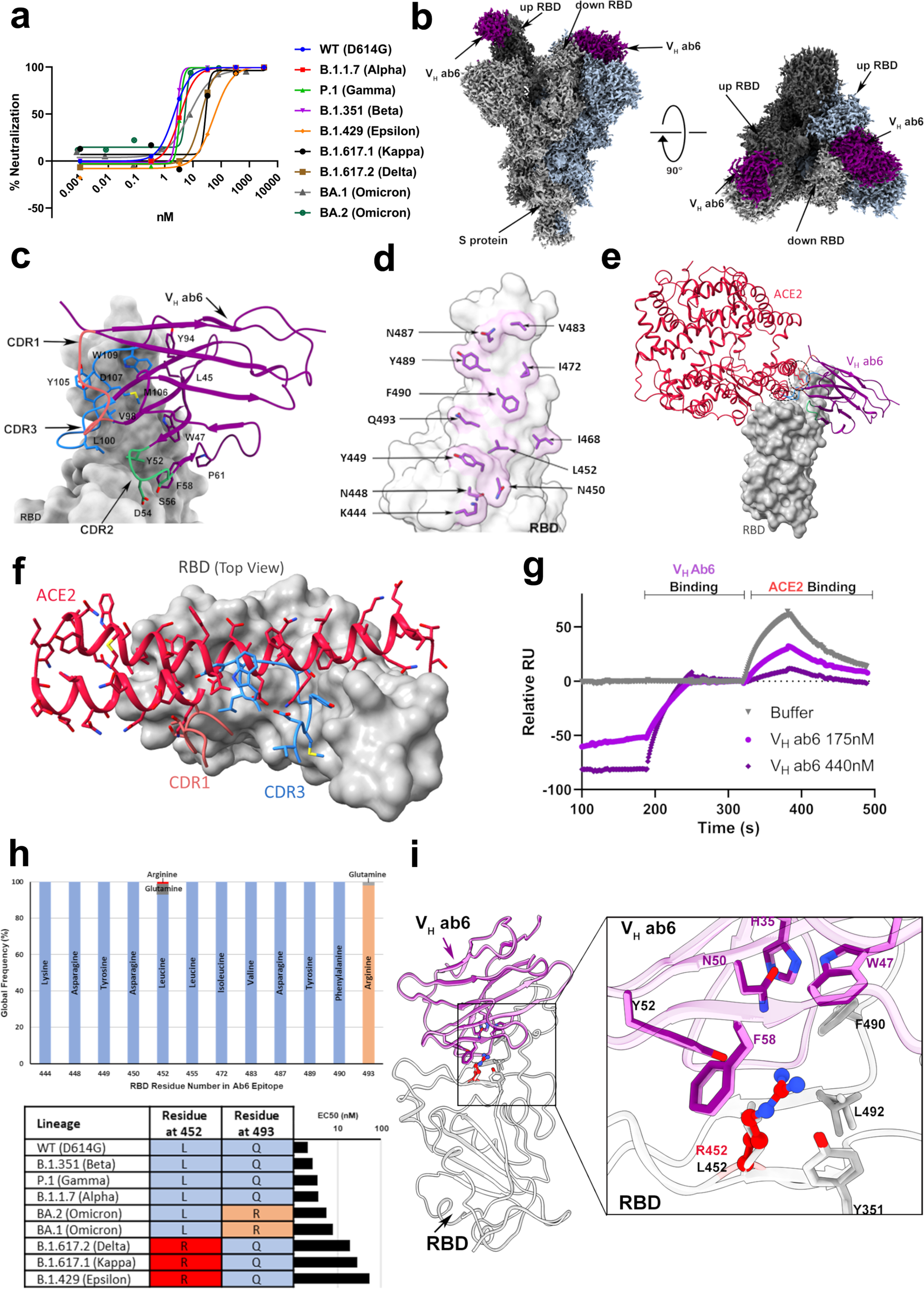 SARS-CoV-2 variants of concern: spike protein mutational analysis and  epitope for broad neutralization | Nature Communications