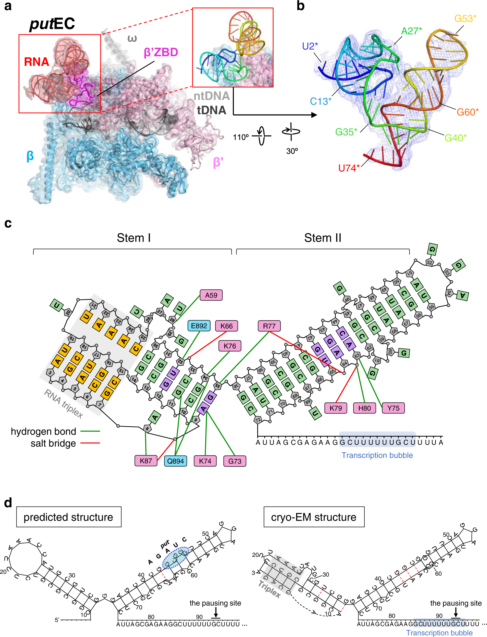 Fig. 2: The putEC structure.