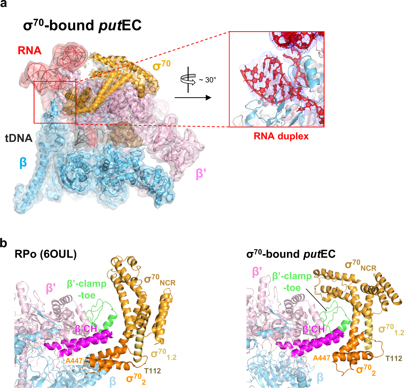Fig. 5: The σ70-bound putEC structure.