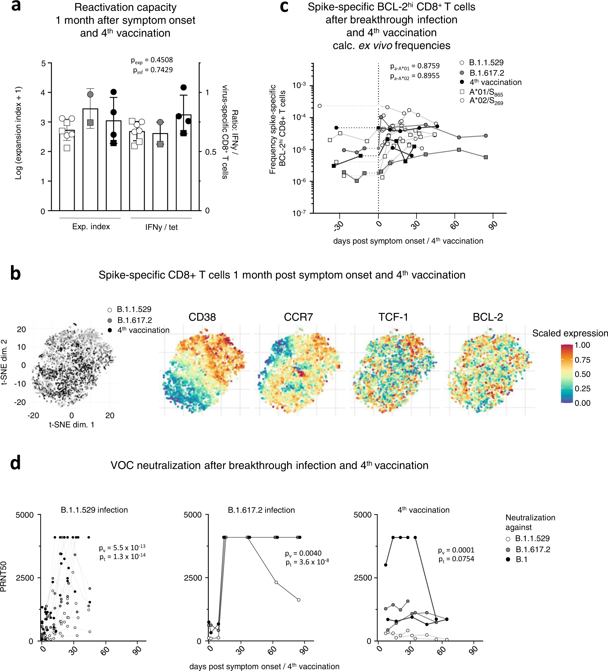 Fig. 6: Characterization of CD8+ T memory cells after breakthrough infection and the 4th vaccine dose.