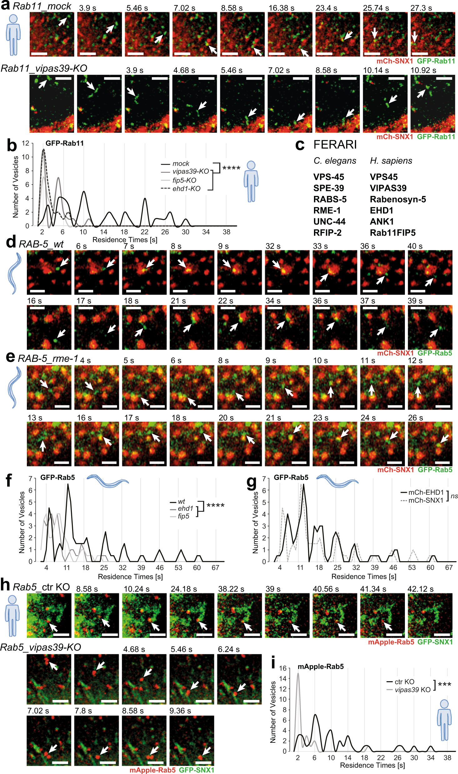 FERARI and cargo adaptors coordinate cargo flow through sorting endosomes |  Nature Communications