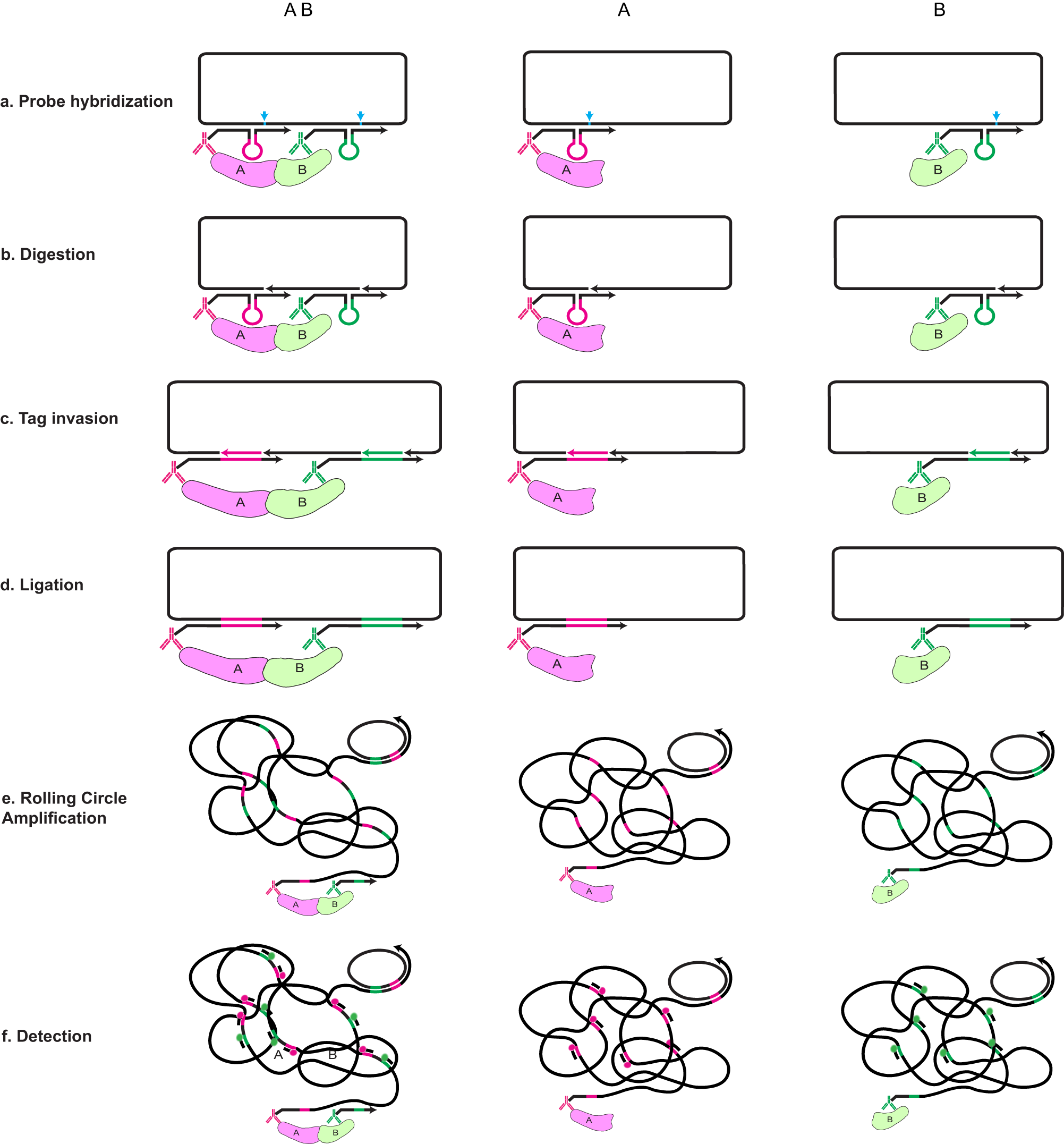 A method for Boolean analysis of protein interactions at a molecular level  | Nature Communications