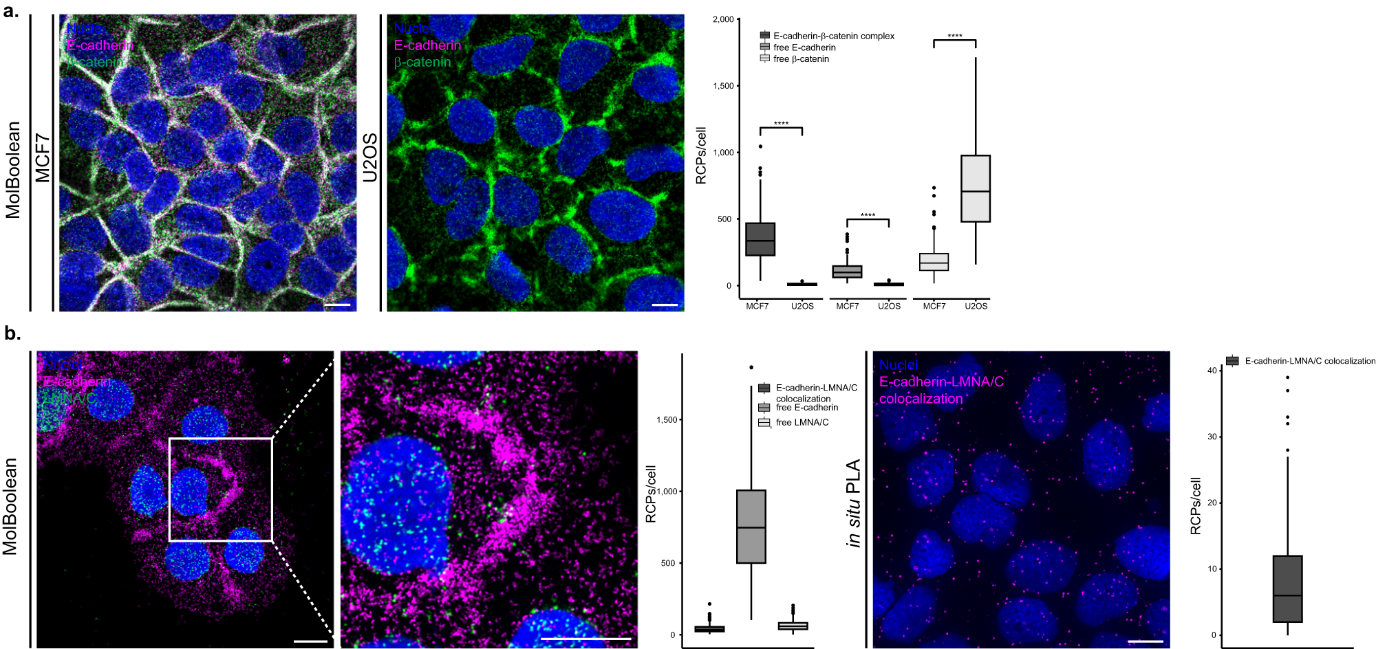 Fig. 3: MolBoolean staining of E-cadherin with an interaction partner vs no-interaction partner.