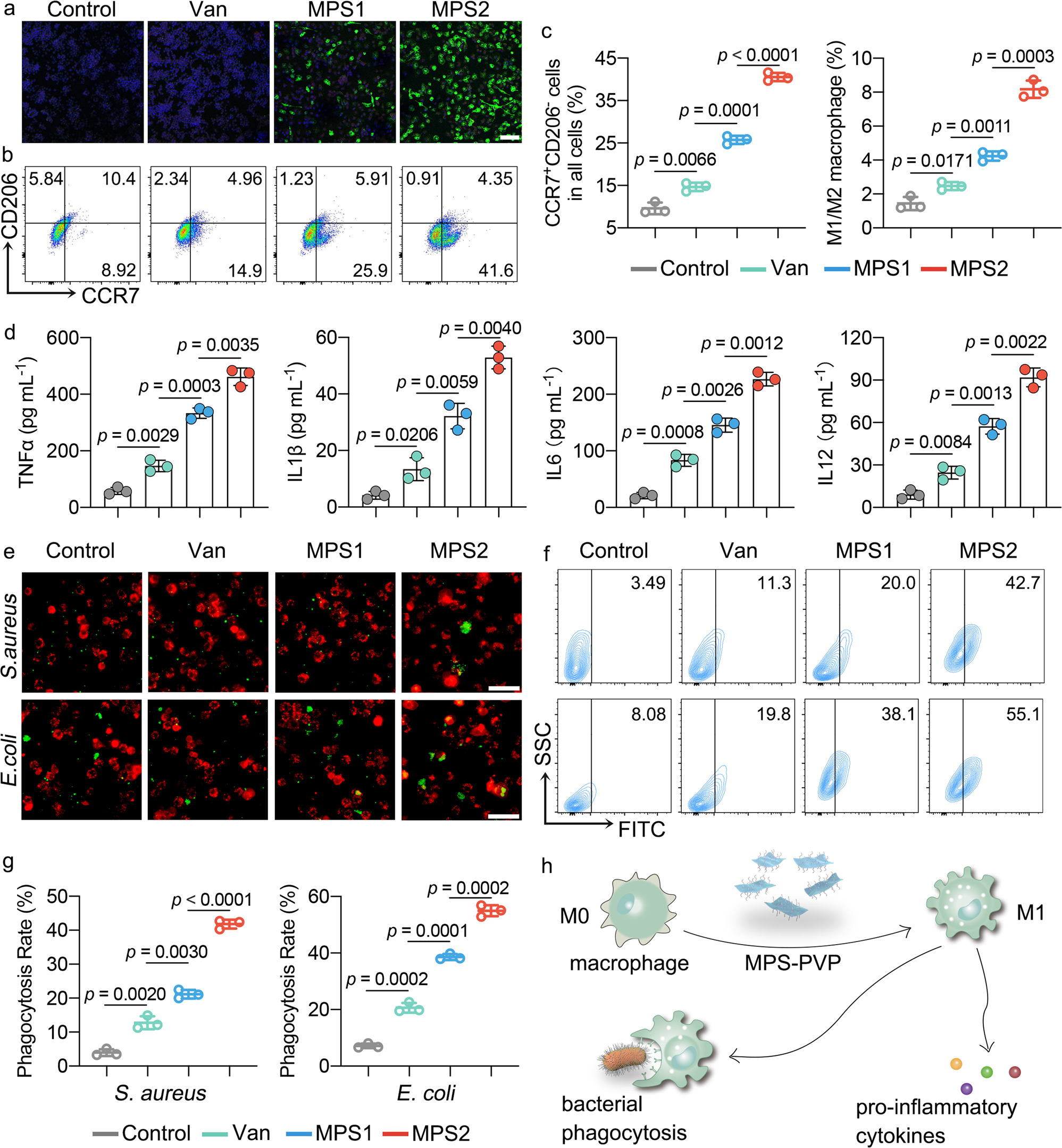 Fig. 5: Immune-stimulatory MPS-PVP facilitates antigen processing and presentation of RAW264.7 macrophages.