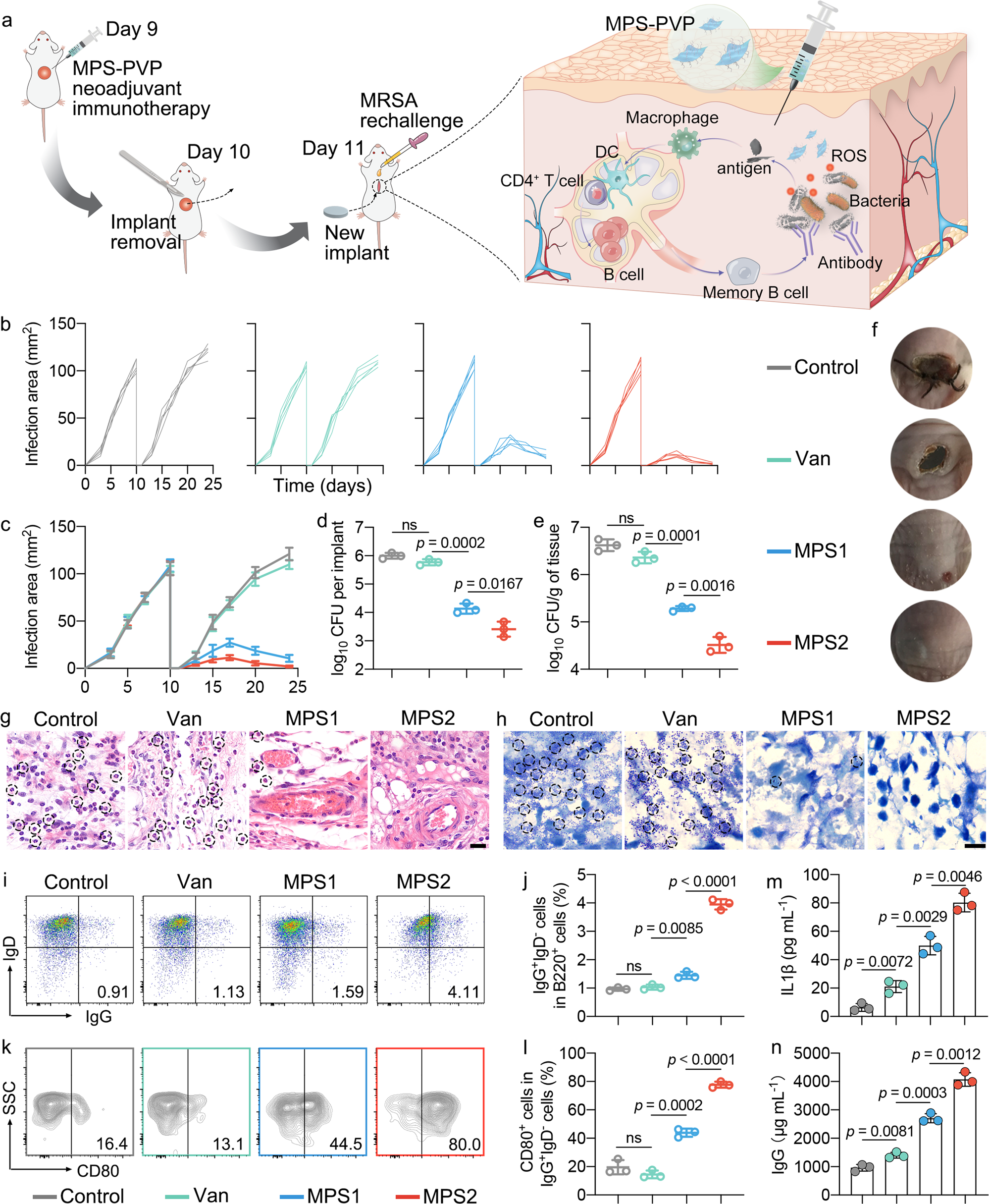 Fig. 7: Pre-surgical neoadjuvant immunotherapy confers long-term humoral immune protection for preventing infection relapse.
