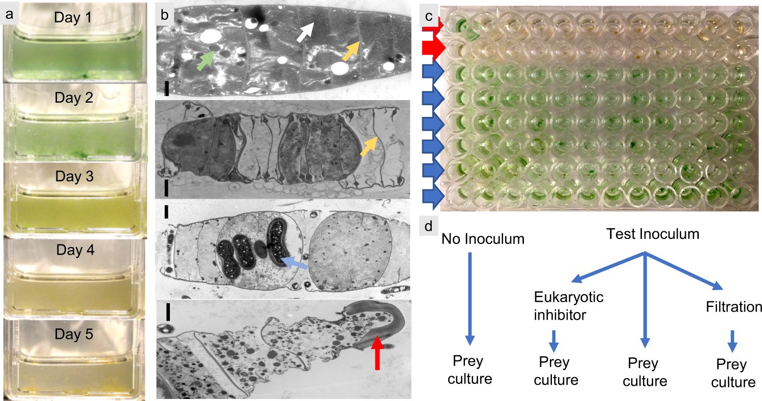 High impact of bacterial predation on cyanobacteria in soil biocrusts |  Nature Communications