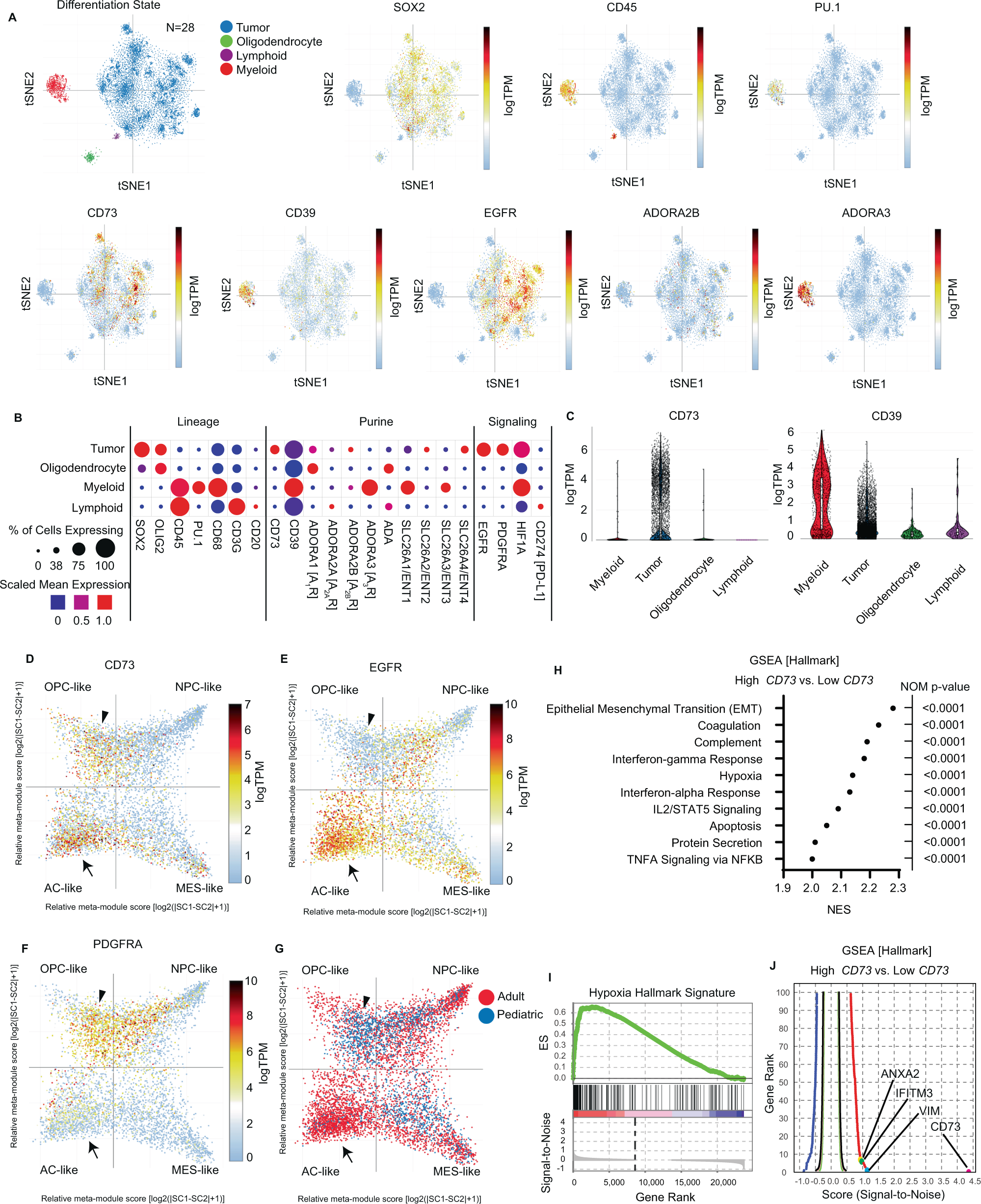 Single cell spatial analysis reveals the topology of immunomodulatory  purinergic signaling in glioblastoma | Nature Communications