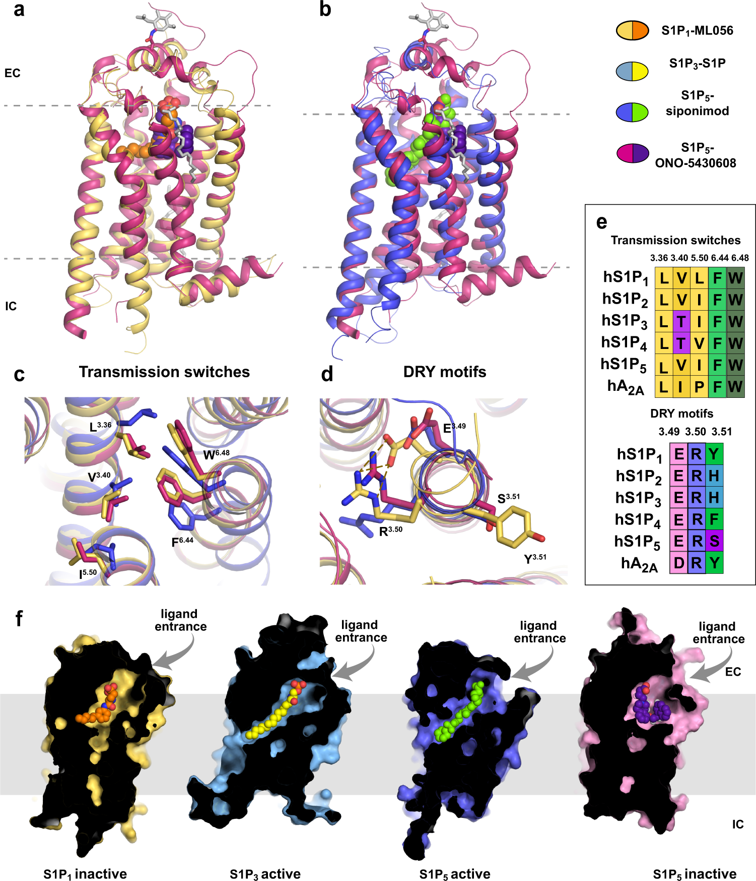 Fig. 1: Structure of S1P5 and its comparison with structures of other S1PRs: overview and conservative motifs.