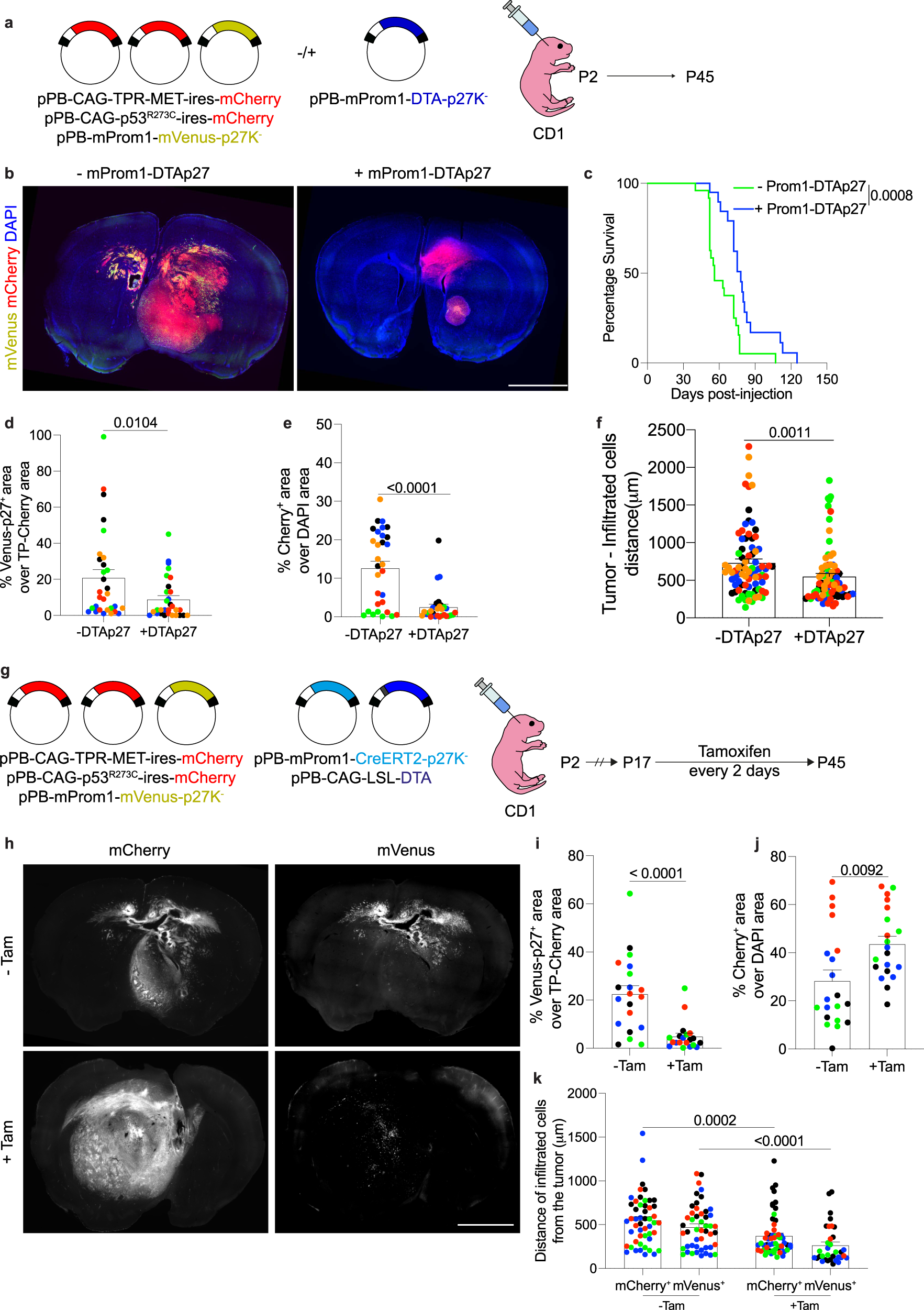 Fig. 4: Ablation of quiescent Prom1+ cells reduces infiltration in TP-induced tumors.