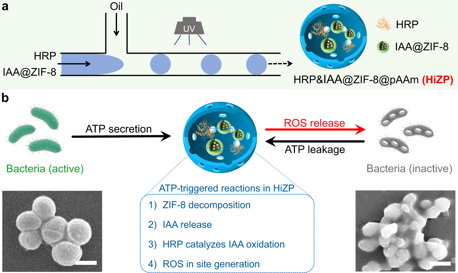 Adenosine triphosphate-activated prodrug system for on-demand bacterial inactivation and wound disinfection Nature Communications