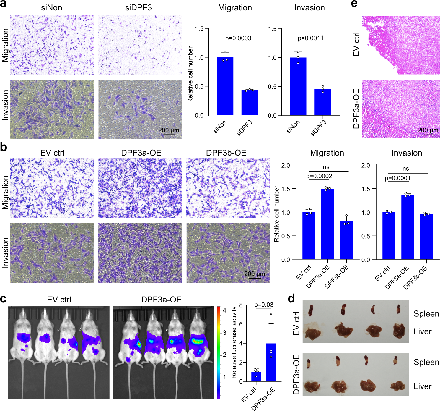 Fig. 2: DPF3a promoted cell migration in vitro and in vivo.