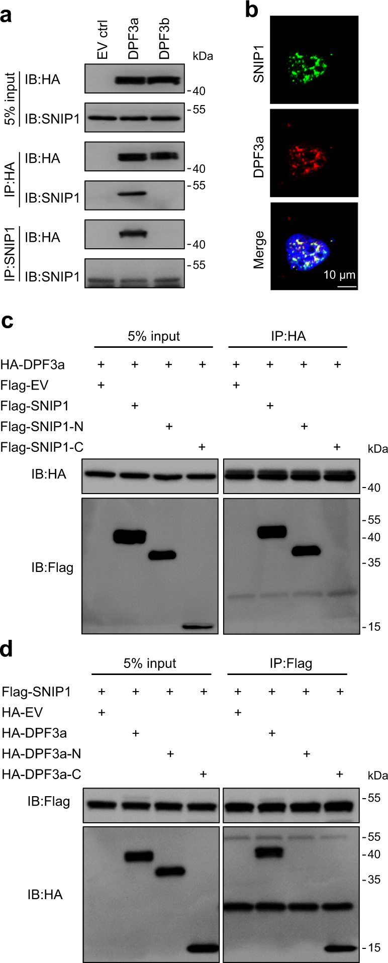 Fig. 4: Interaction between DPF3a and SNIP1.