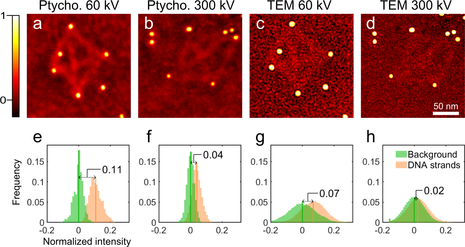 Fig. 4: 2D ptychographic phases and TEM images at various accelerating voltages.