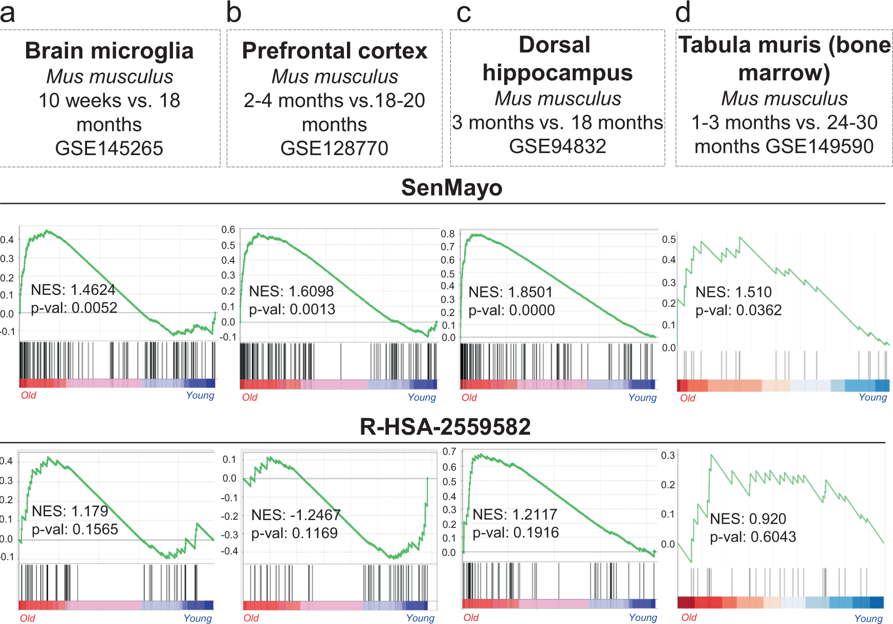 Fig. 2: The SenMayo gene set predicts aging across tissues and species.