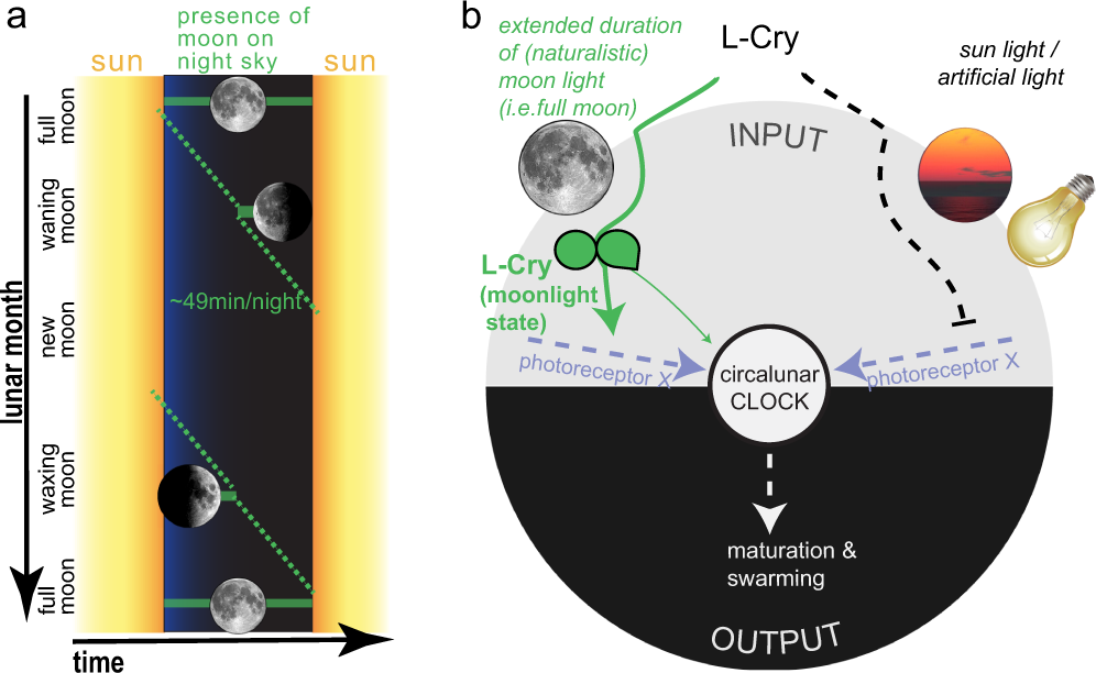 Fig. 7: The entrainment of the monthly oscillator requires the detection of a specific moon phase.