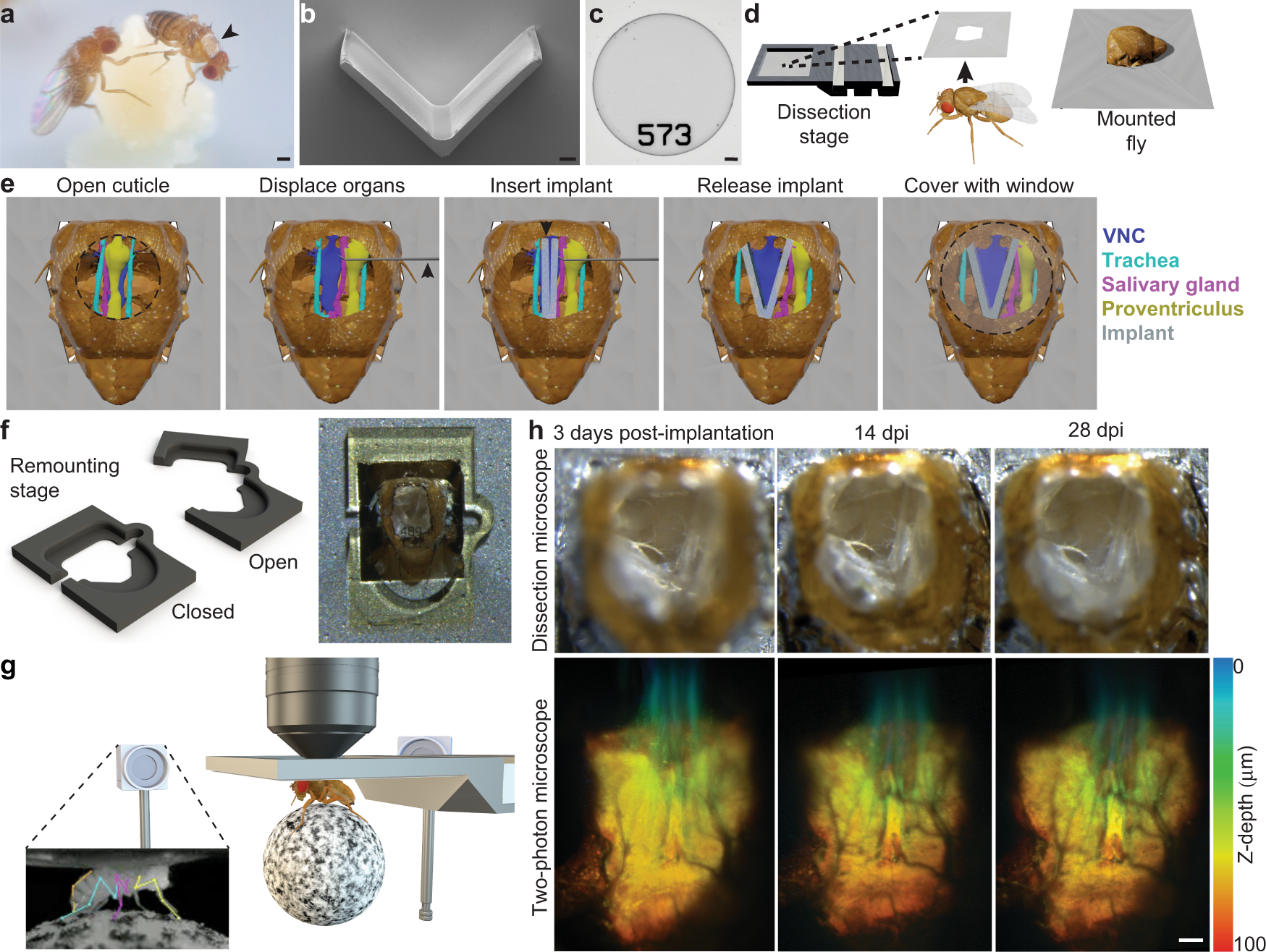 Microengineered devices enable long-term imaging of the ventral nerve cord  in behaving adult Drosophila | Nature Communications