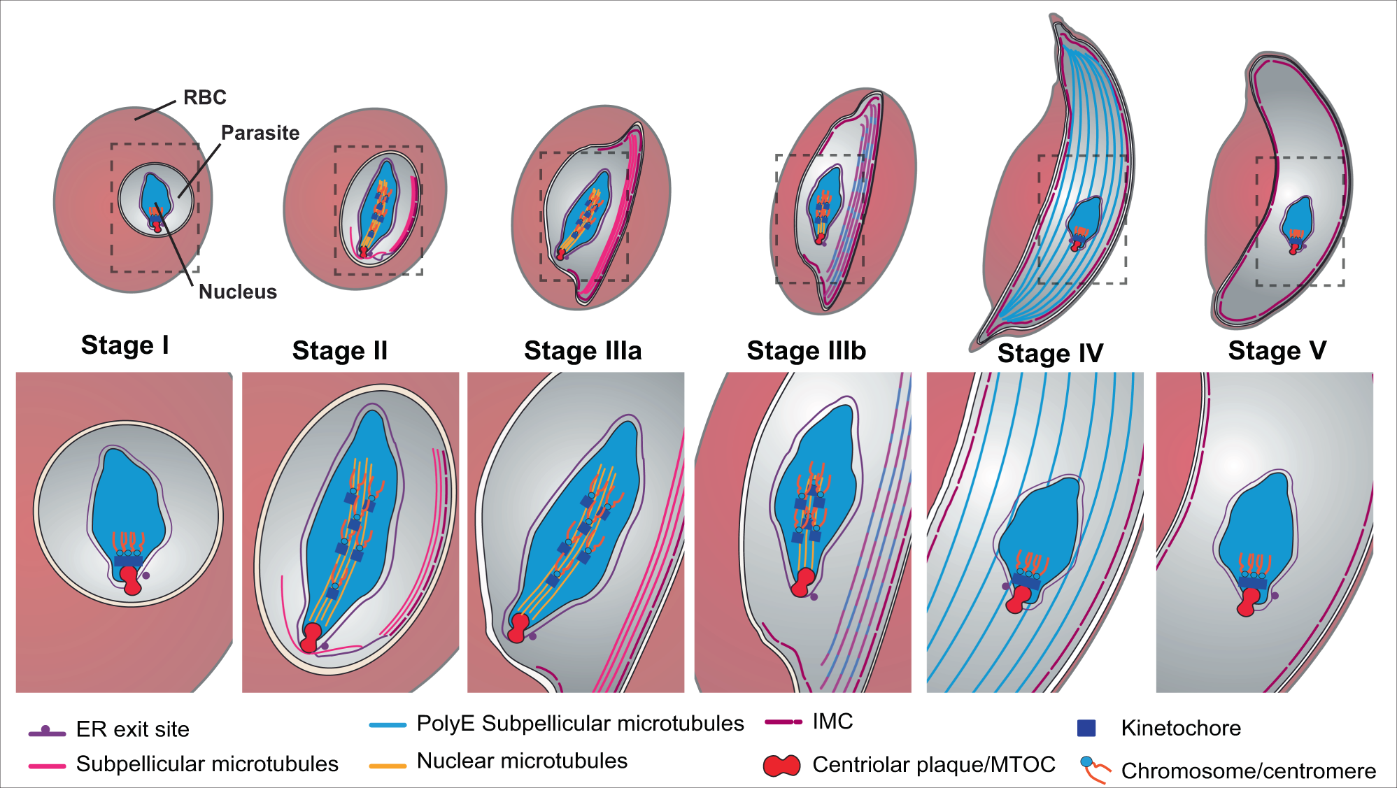 Fig. 6: Proposed structural rearrangements of the microtubule networks during gametocyte development.