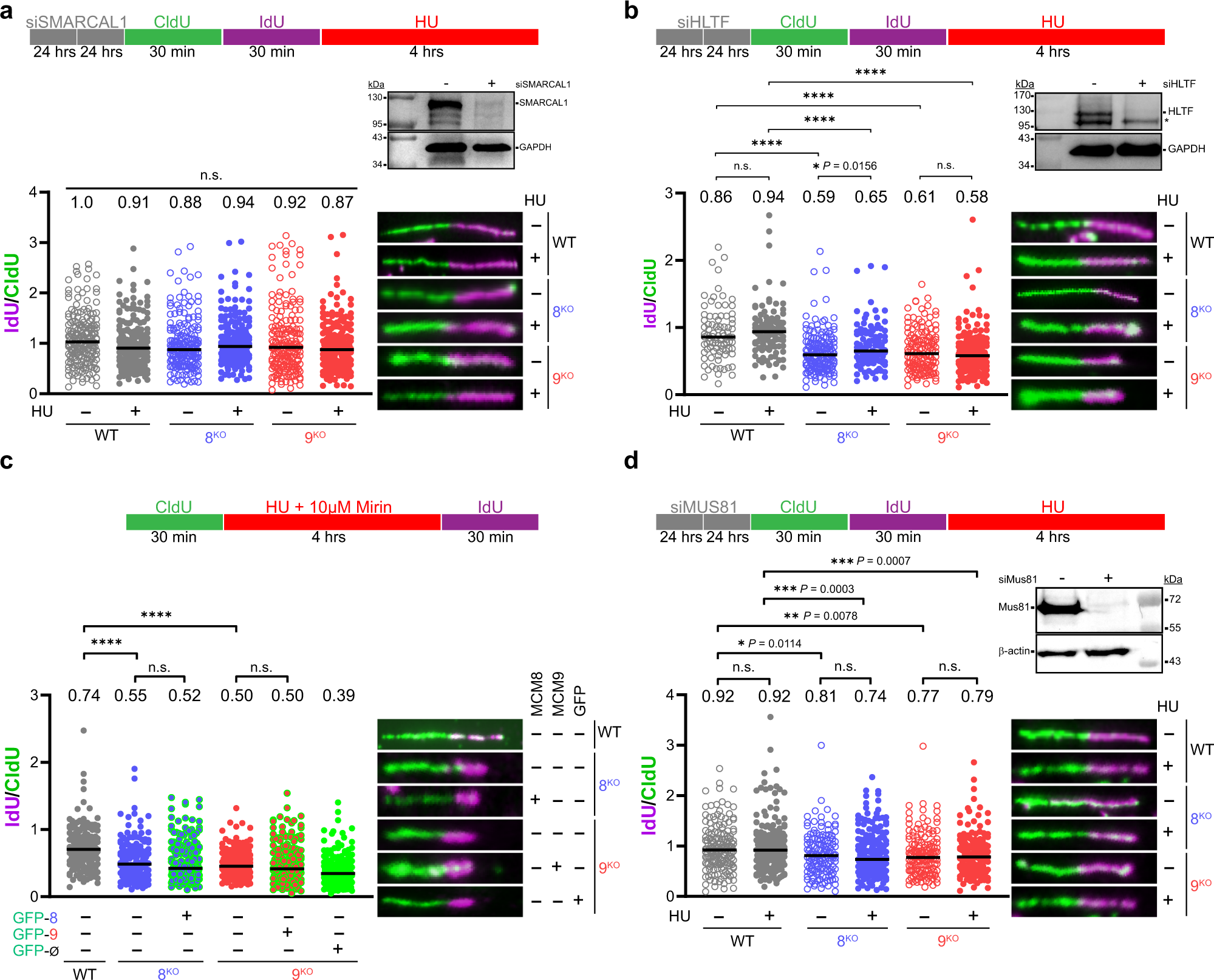 Fig. 5: MCM8/9 function to direct SMARCAL1-mediated fork reversal and do not actively participate in stalled fork restart.