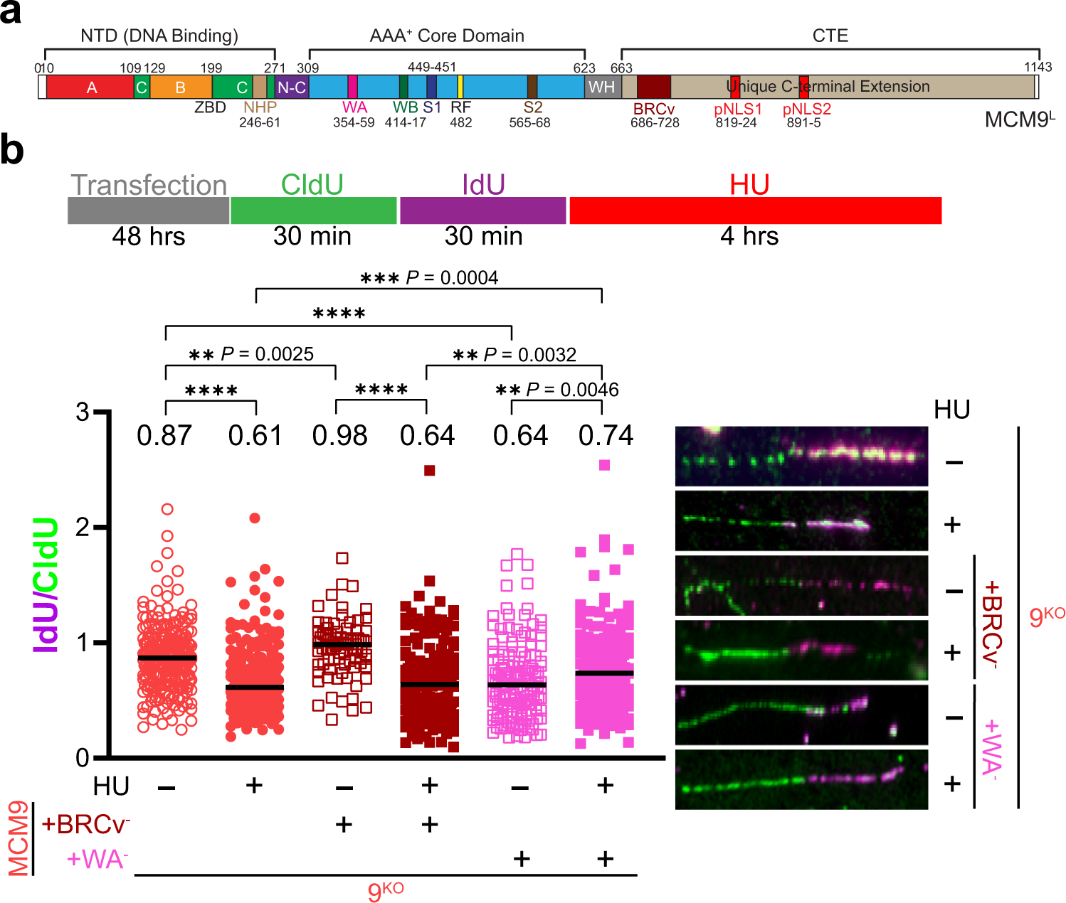 Fig. 7: The MCM9-BRCv motif is influential in stabilizing HU-stalled forks, but the ATPase activity is necessary for normal fork progression.