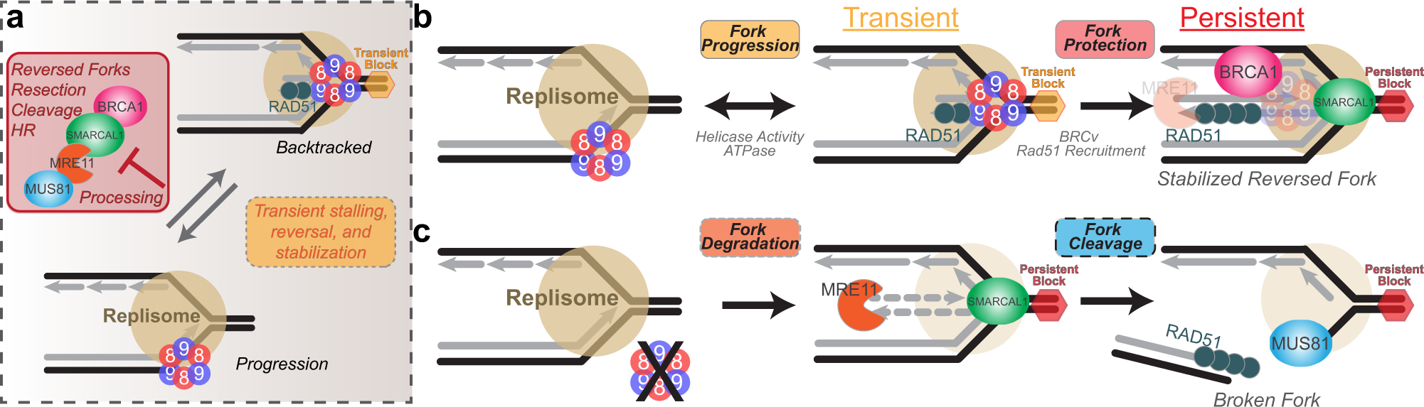 Fig. 8: A model for MCM8/9 aiding in normal fork progression or directing reversed fork protection during persistent obstacles.