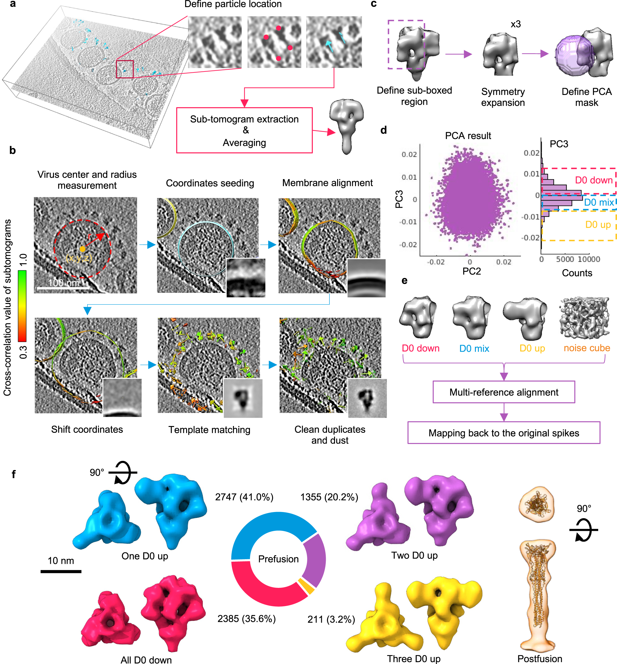 In situ structure and dynamics of an alphacoronavirus spike protein by  cryo-ET and cryo-EM | Nature Communications