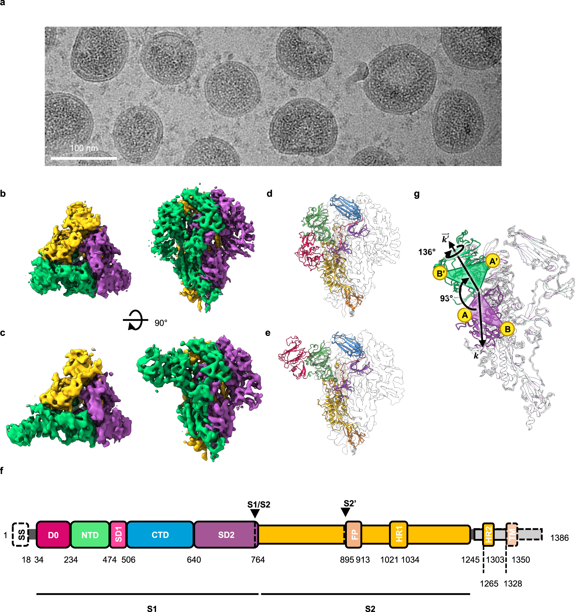 Fig. 3: In situ cryo-EM analysis of the structure of PEDV PT52 S on intact viruses.