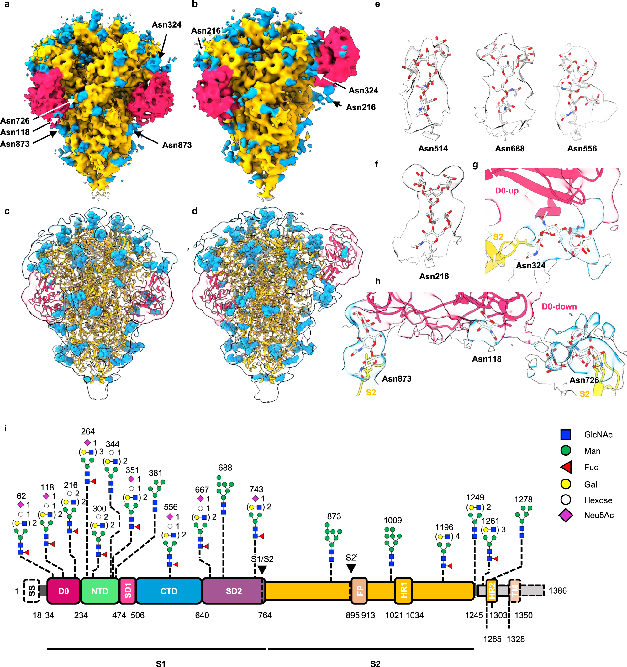 Fig. 4: Glycosylation analysis of the PEDV PT52 S.